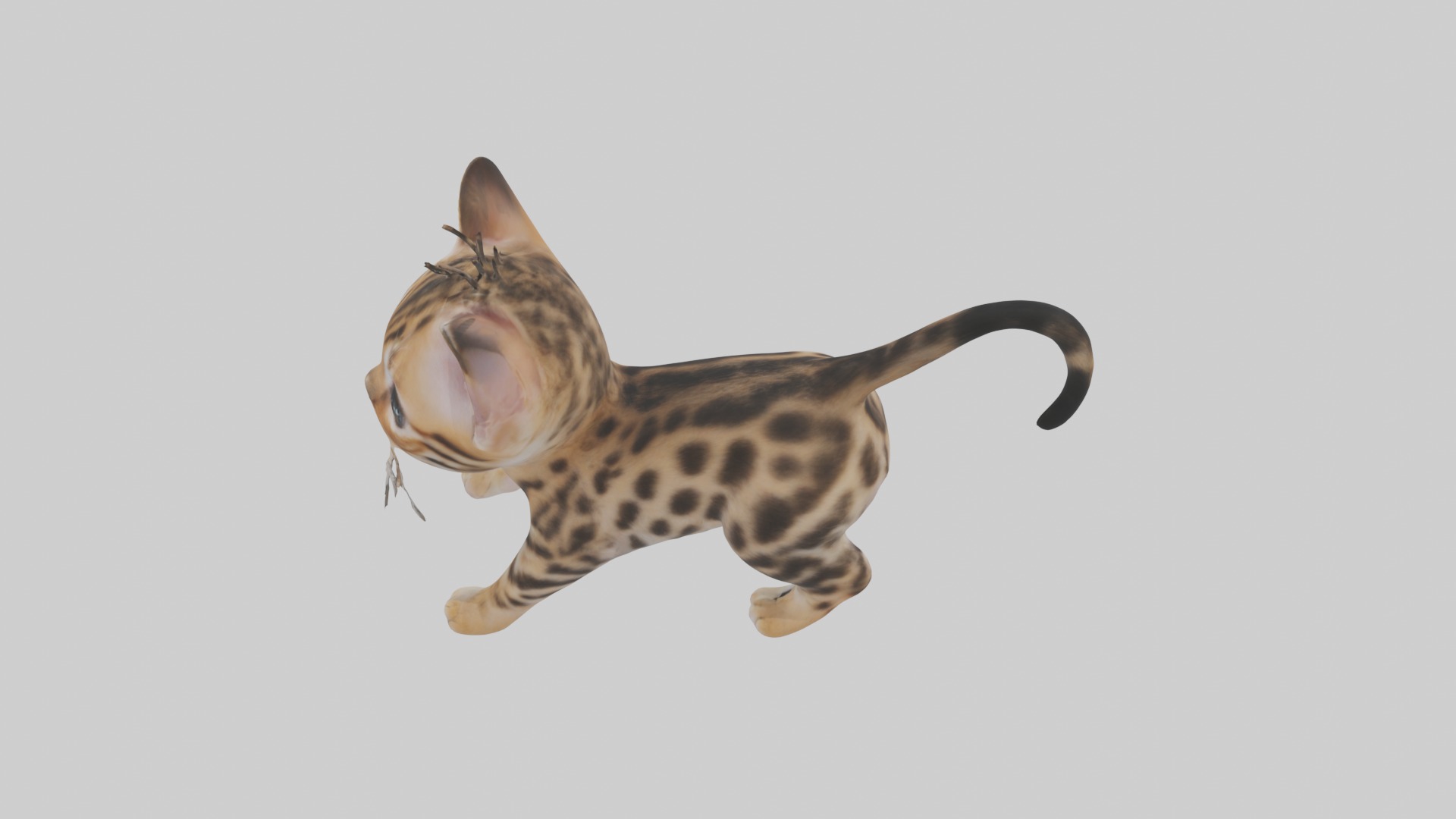 Bengal Kitten Model 1 Low-poly 3D model_9