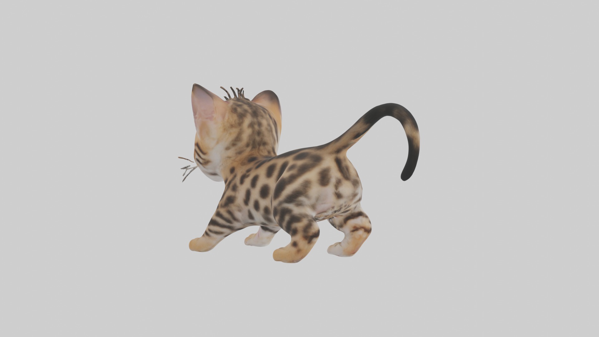 Bengal Kitten Model 1 Low-poly 3D model_2
