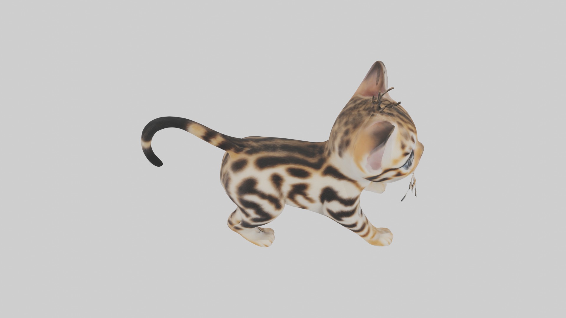 Bengal Kitten Model 1 Low-poly 3D model_10