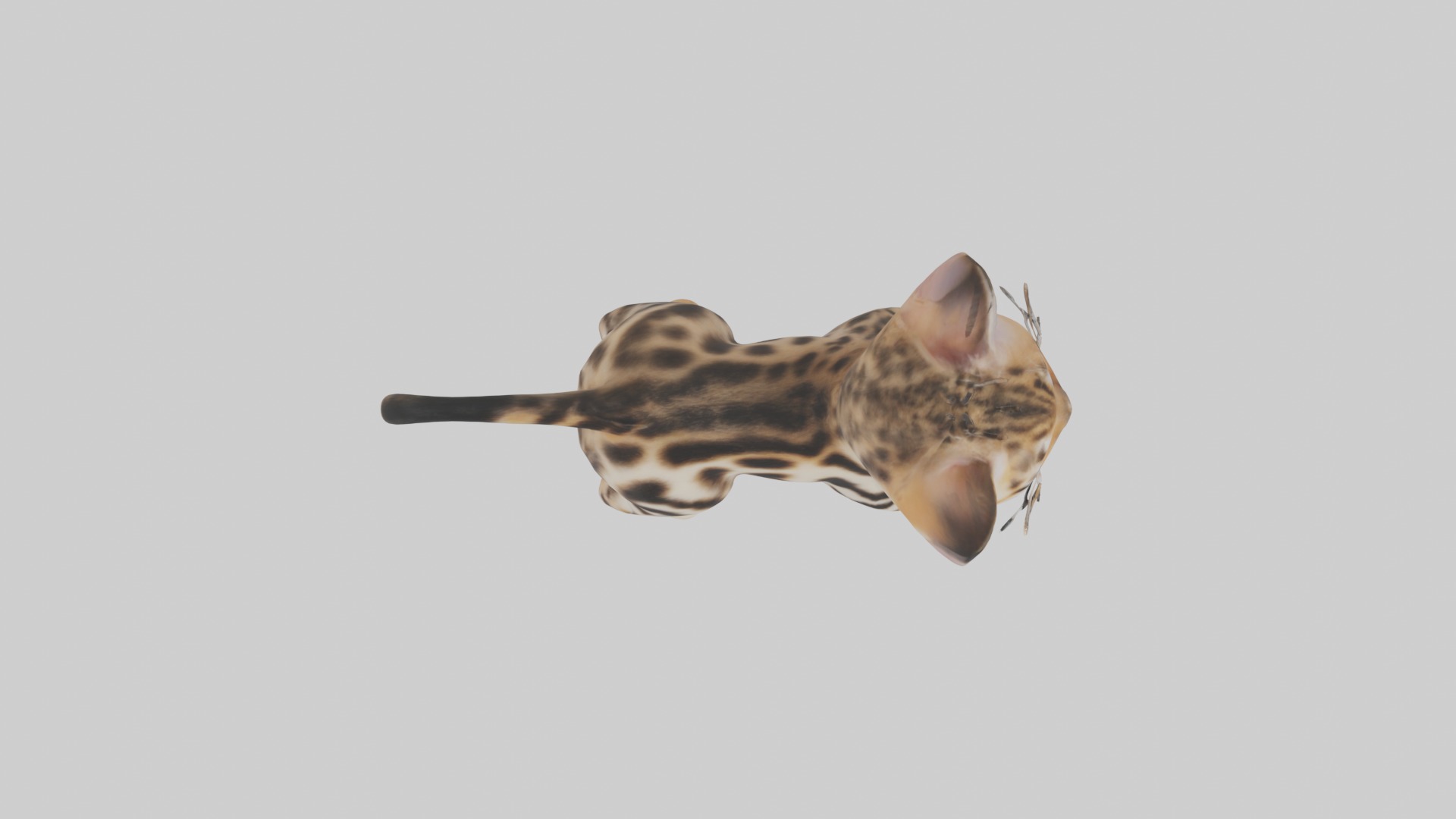 Bengal Kitten Model 1 Low-poly 3D model_8