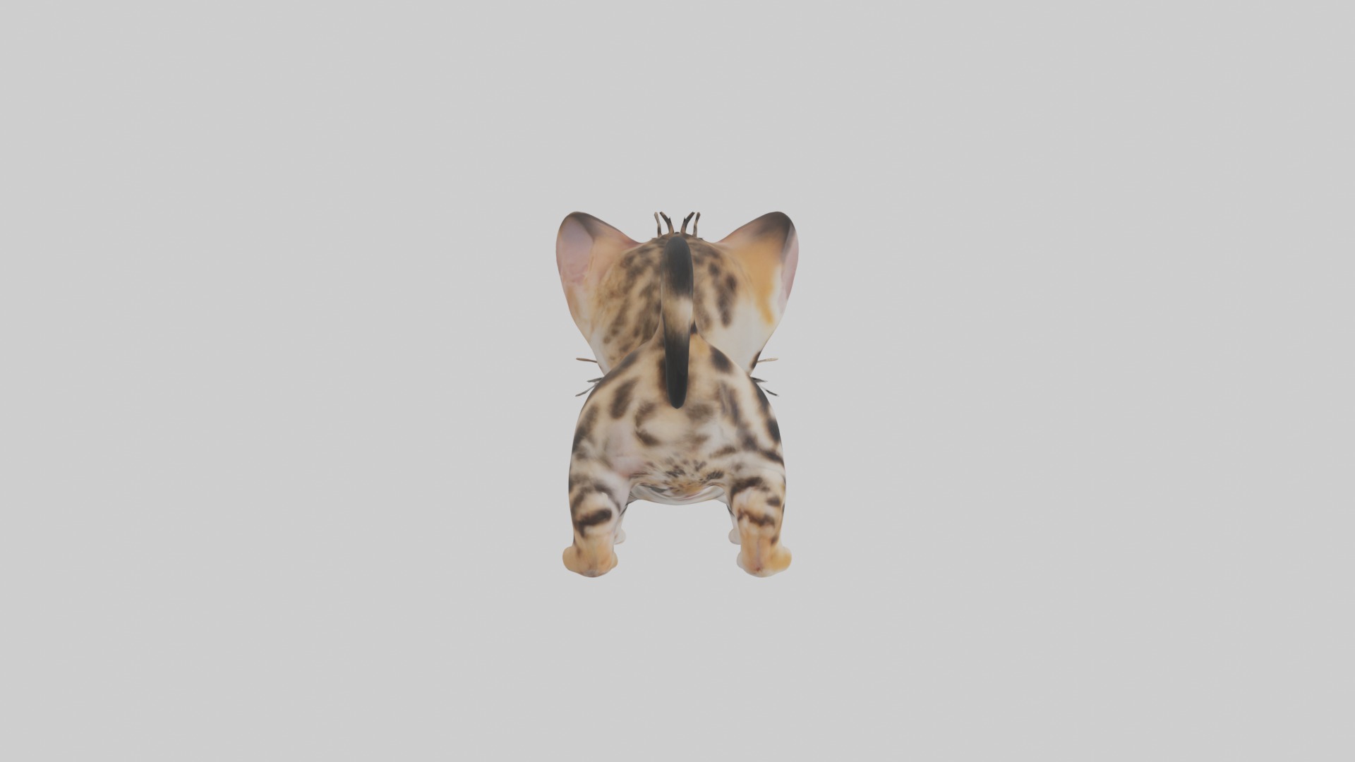 Bengal Kitten Model 1 Low-poly 3D model_7
