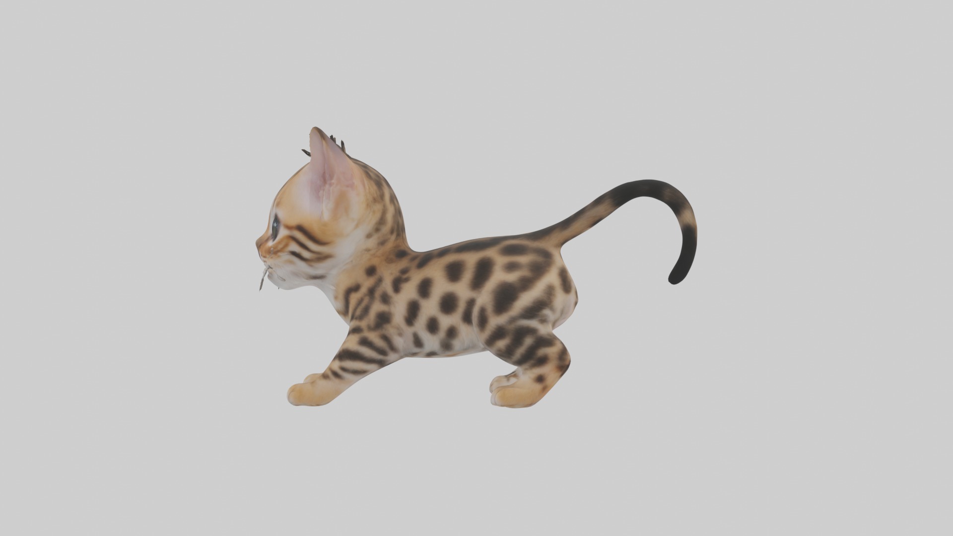 Bengal Kitten Model 1 Low-poly 3D model_1