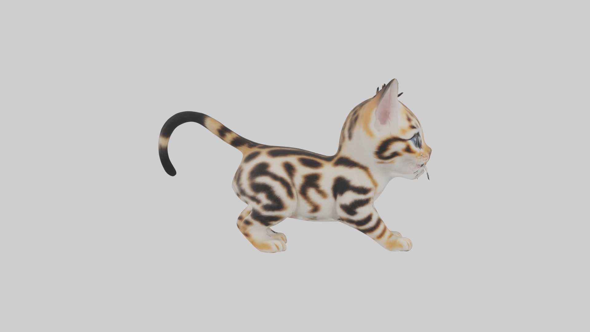 Bengal Kitten Model 1 Low-poly 3D model_3