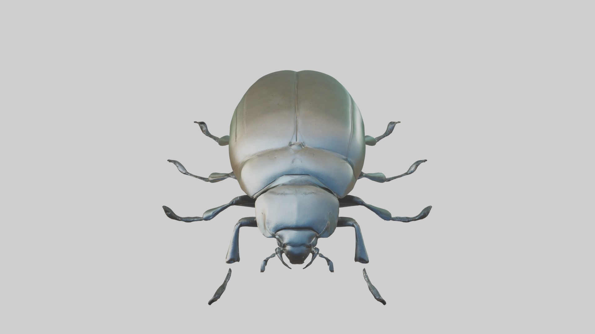 Beetle Model 1 Low-poly 3D model_10