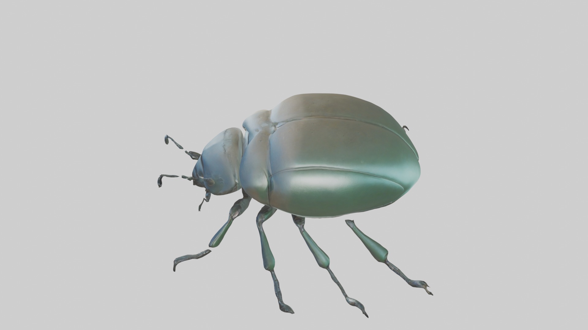 Beetle Model 1 Low-poly 3D model_11