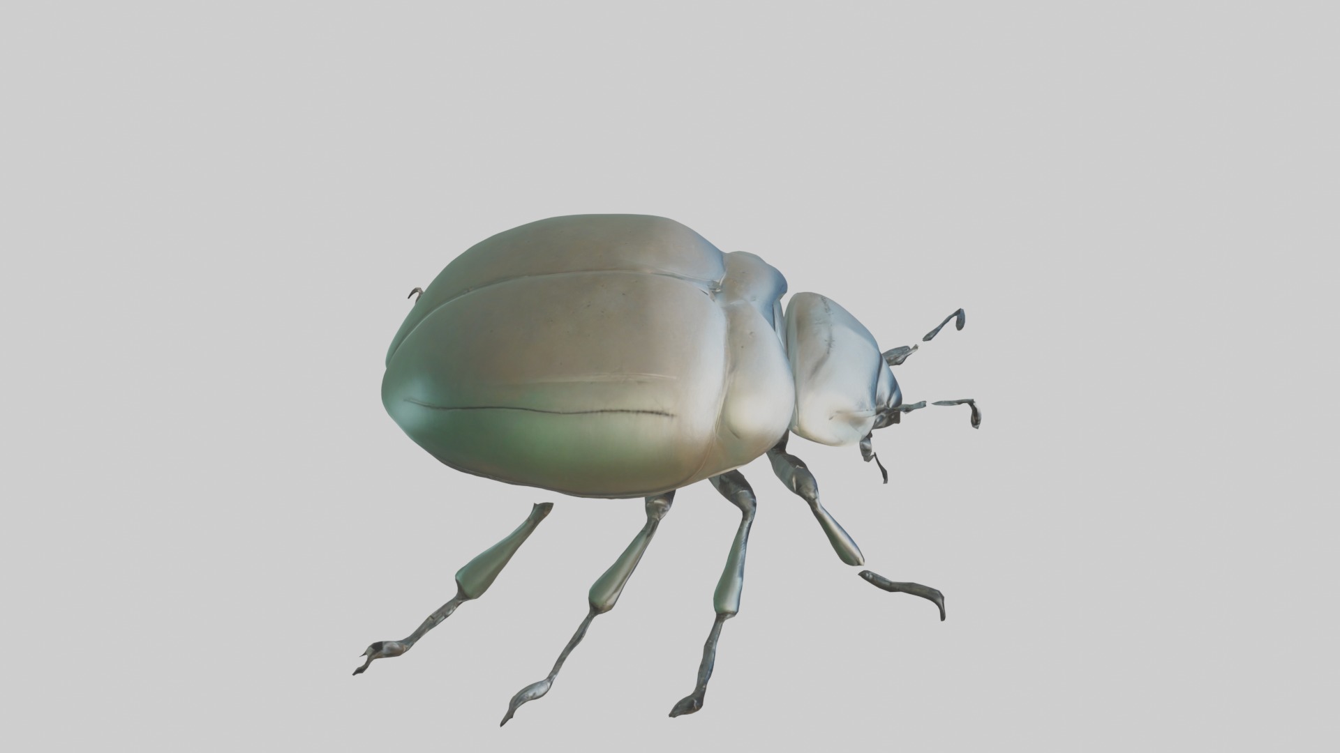 Beetle Model 1 Low-poly 3D model_12