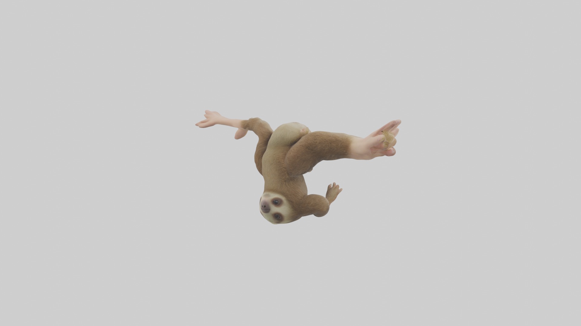 Babysloth Model 1 Low-poly 3D model_3