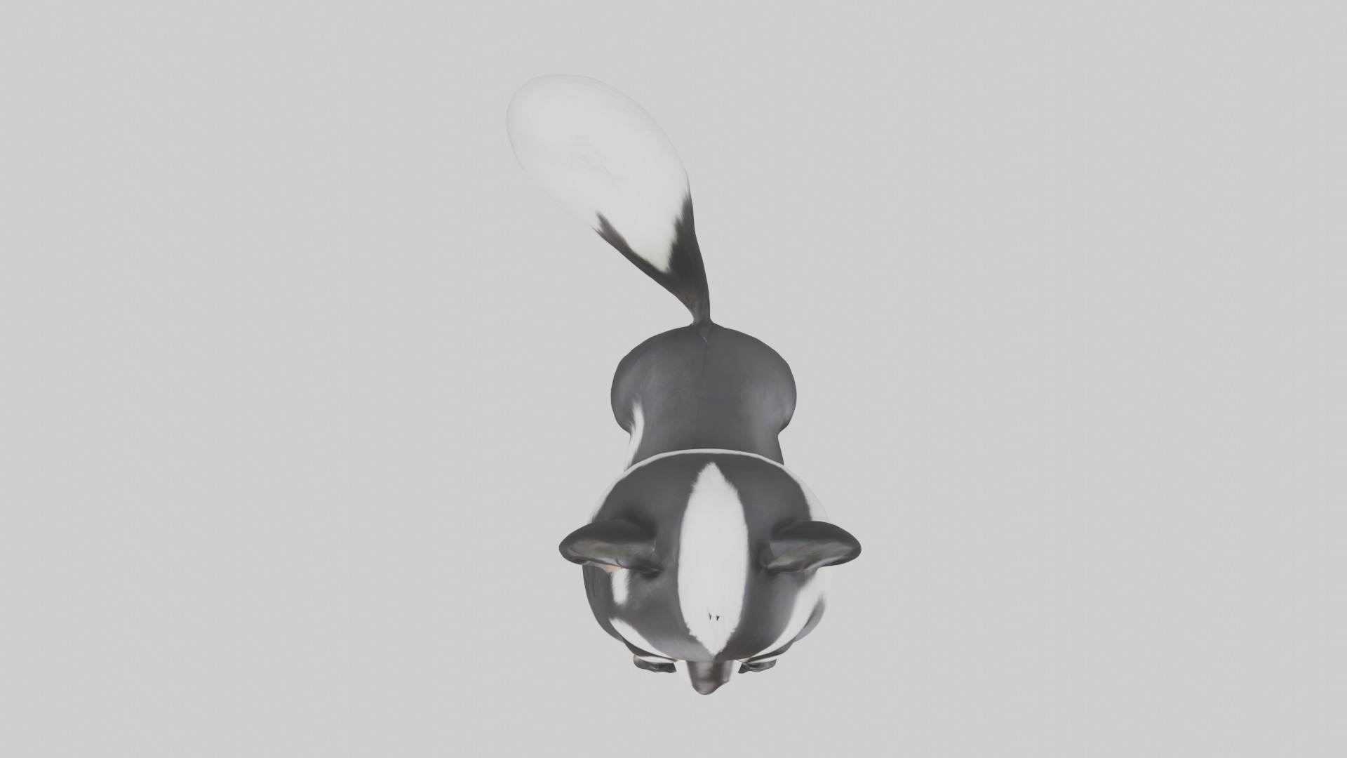 Babyskunk Model 1 Low-poly 3D model_8