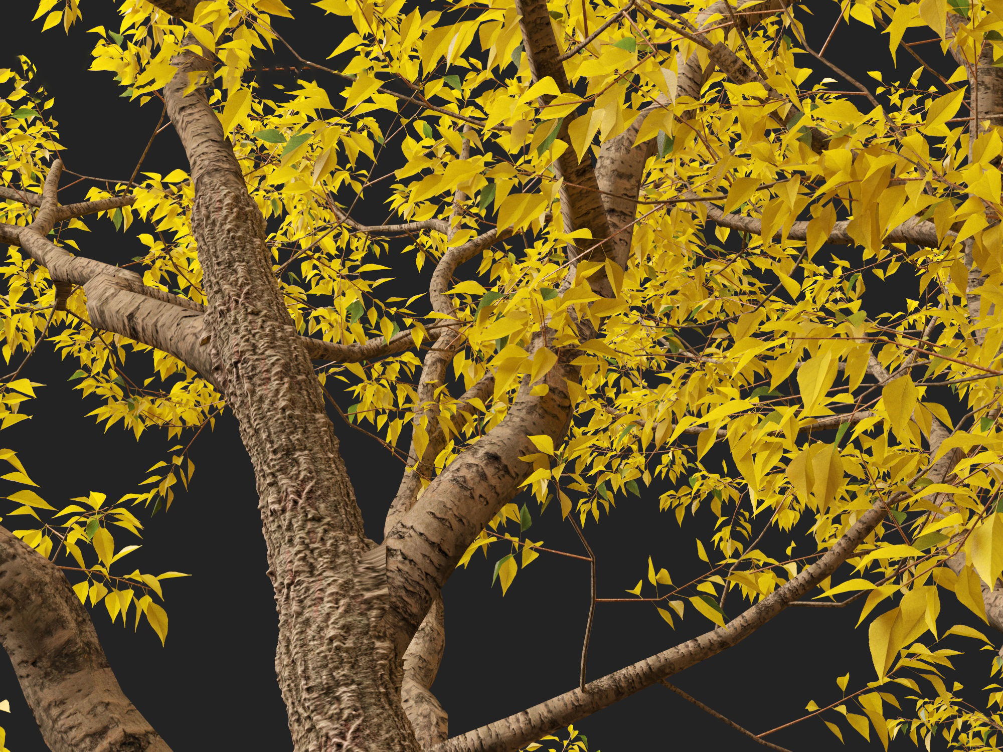 HighPoly LowPoly - Populus fremontii - Fremont cottonwood -  Low-poly 3D model_2