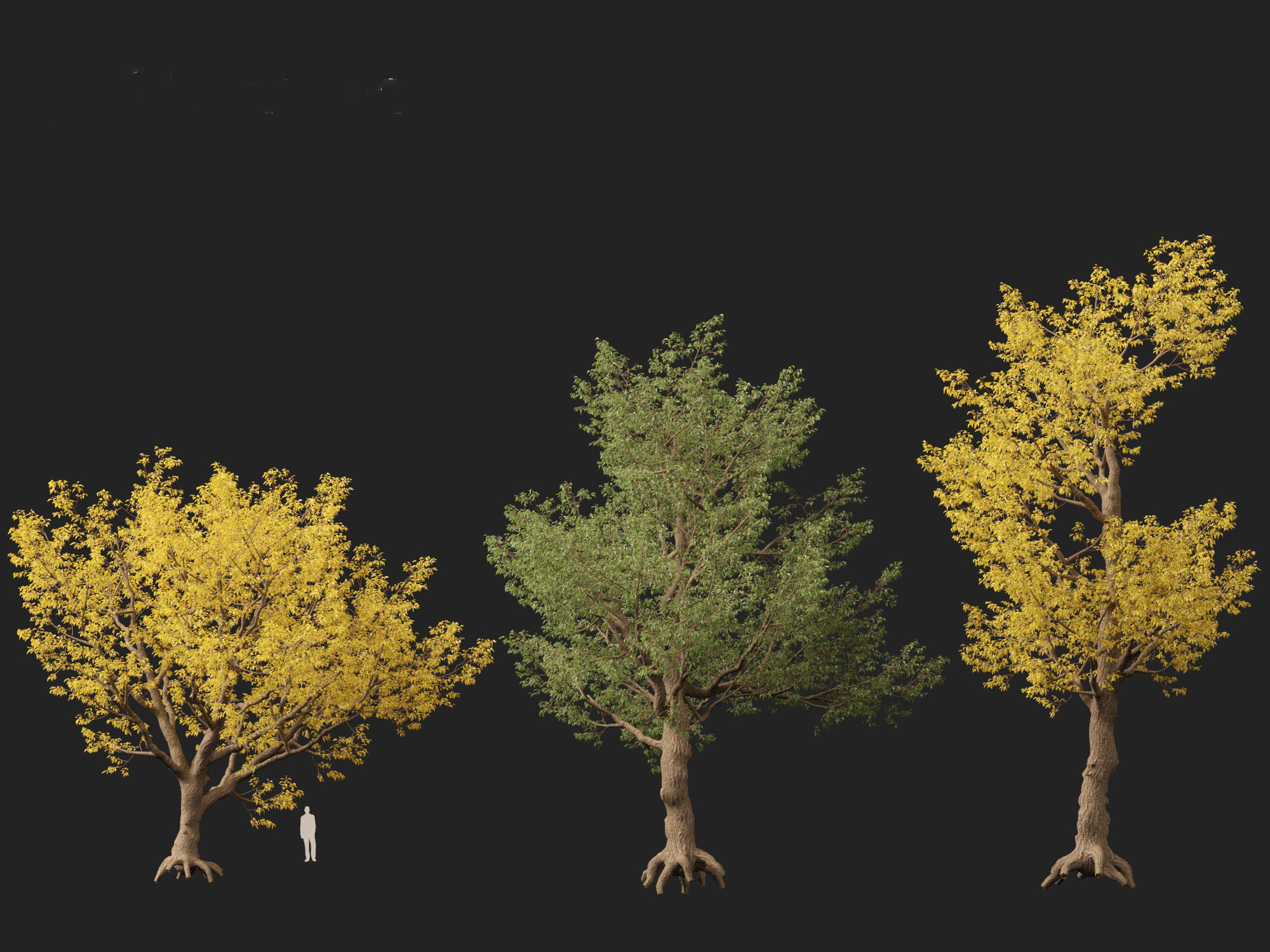 HighPoly LowPoly - Populus fremontii - Fremont cottonwood -  Low-poly 3D model_7