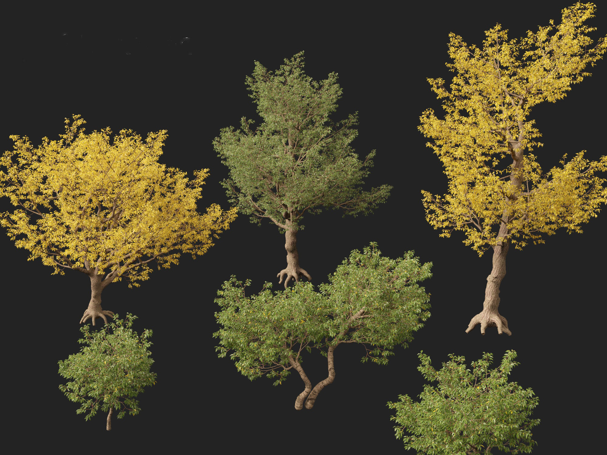 HighPoly LowPoly - Populus fremontii - Fremont cottonwood -  Low-poly 3D model_8