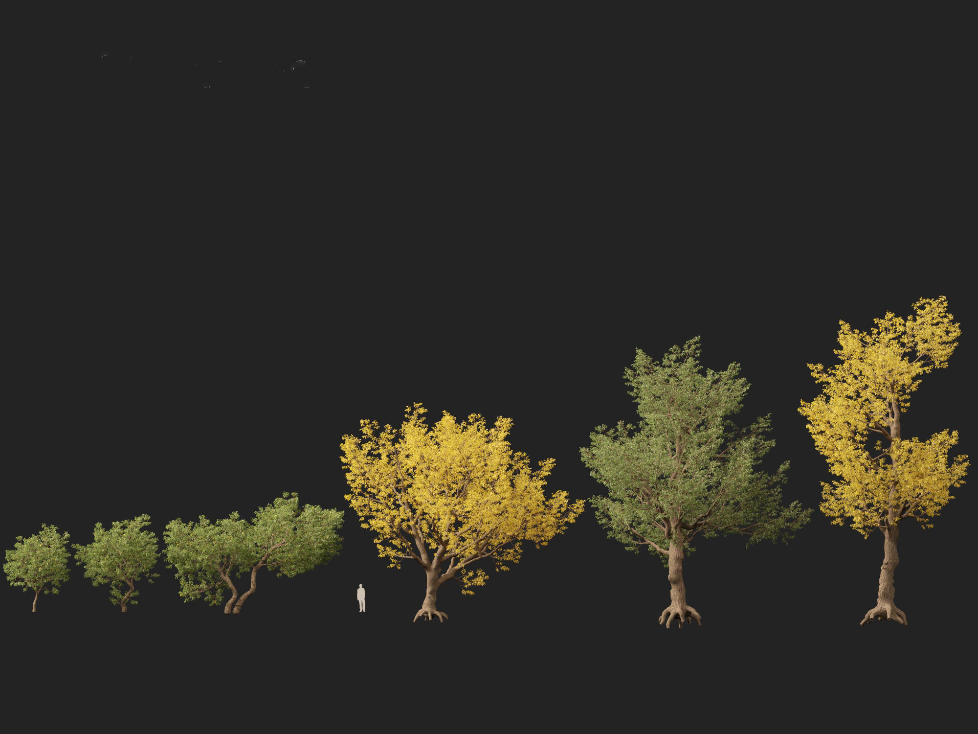 HighPoly LowPoly - Populus fremontii - Fremont cottonwood -  Low-poly 3D model_3