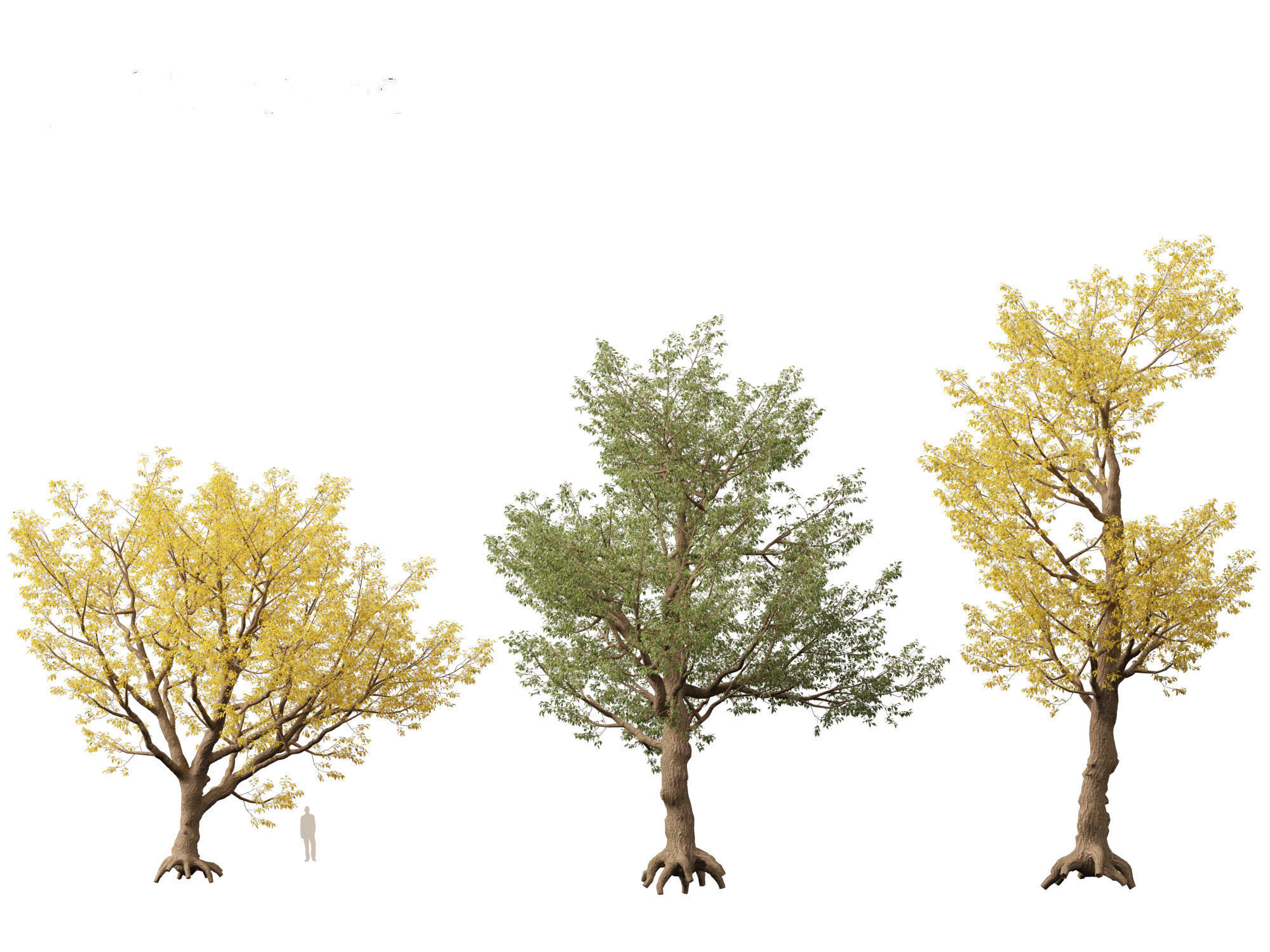 HighPoly LowPoly - Populus fremontii - Fremont cottonwood -  Low-poly 3D model_6