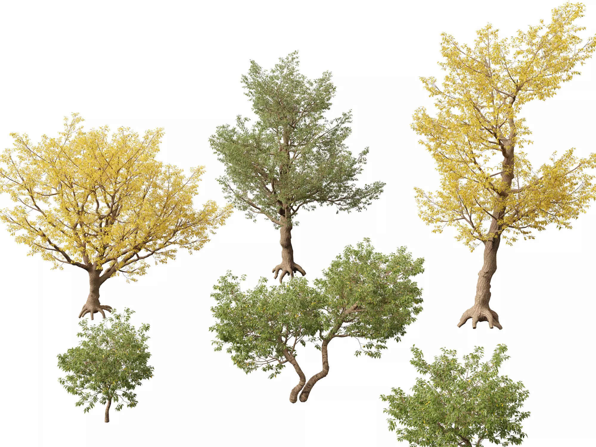 HighPoly LowPoly - Populus fremontii - Fremont cottonwood -  Low-poly 3D model_0