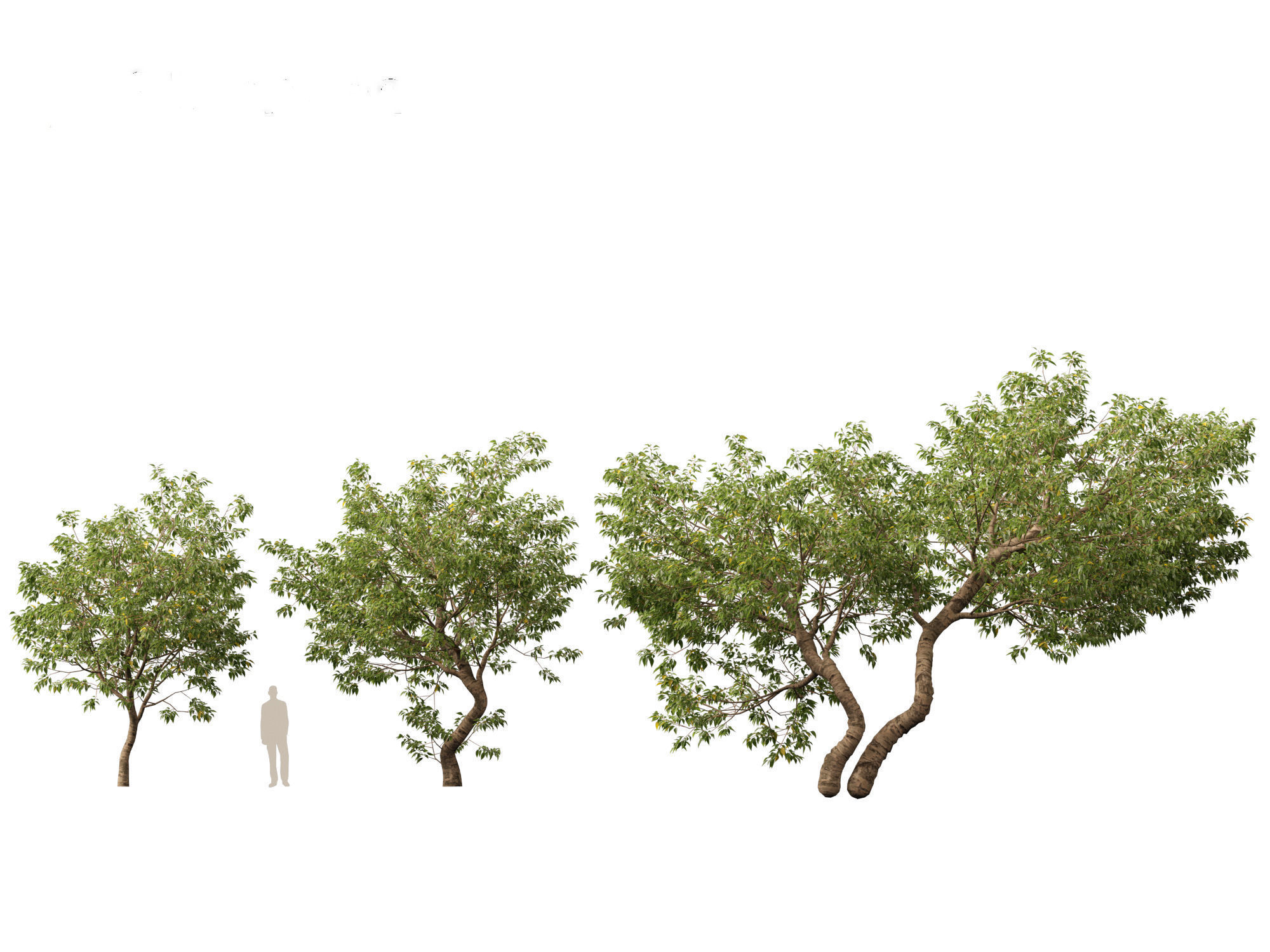 HighPoly LowPoly - Populus fremontii - Fremont cottonwood -  Low-poly 3D model_4