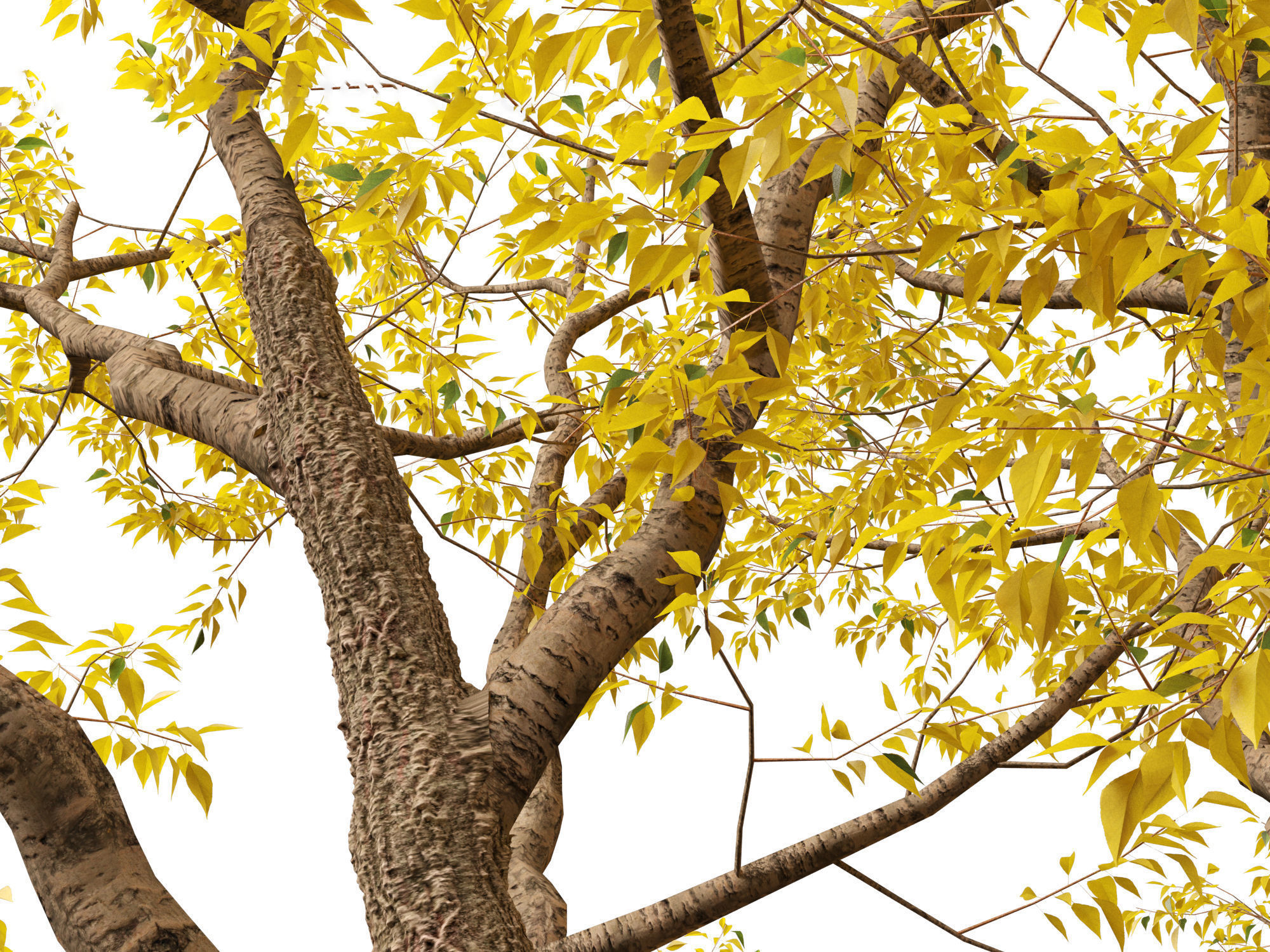 HighPoly LowPoly - Populus fremontii - Fremont cottonwood -  Low-poly 3D model_9