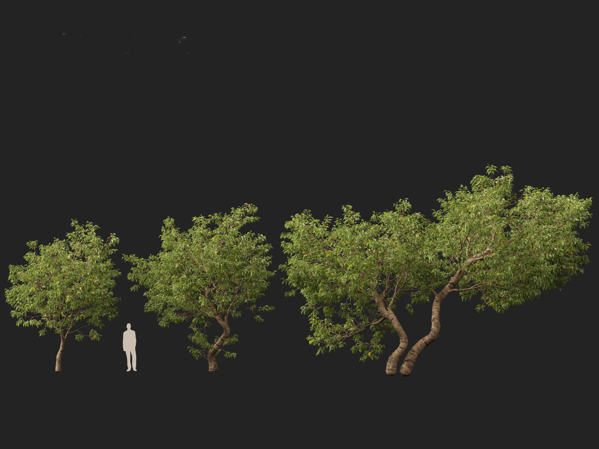 HighPoly LowPoly - Populus fremontii - Fremont cottonwood -  Low-poly 3D model_5