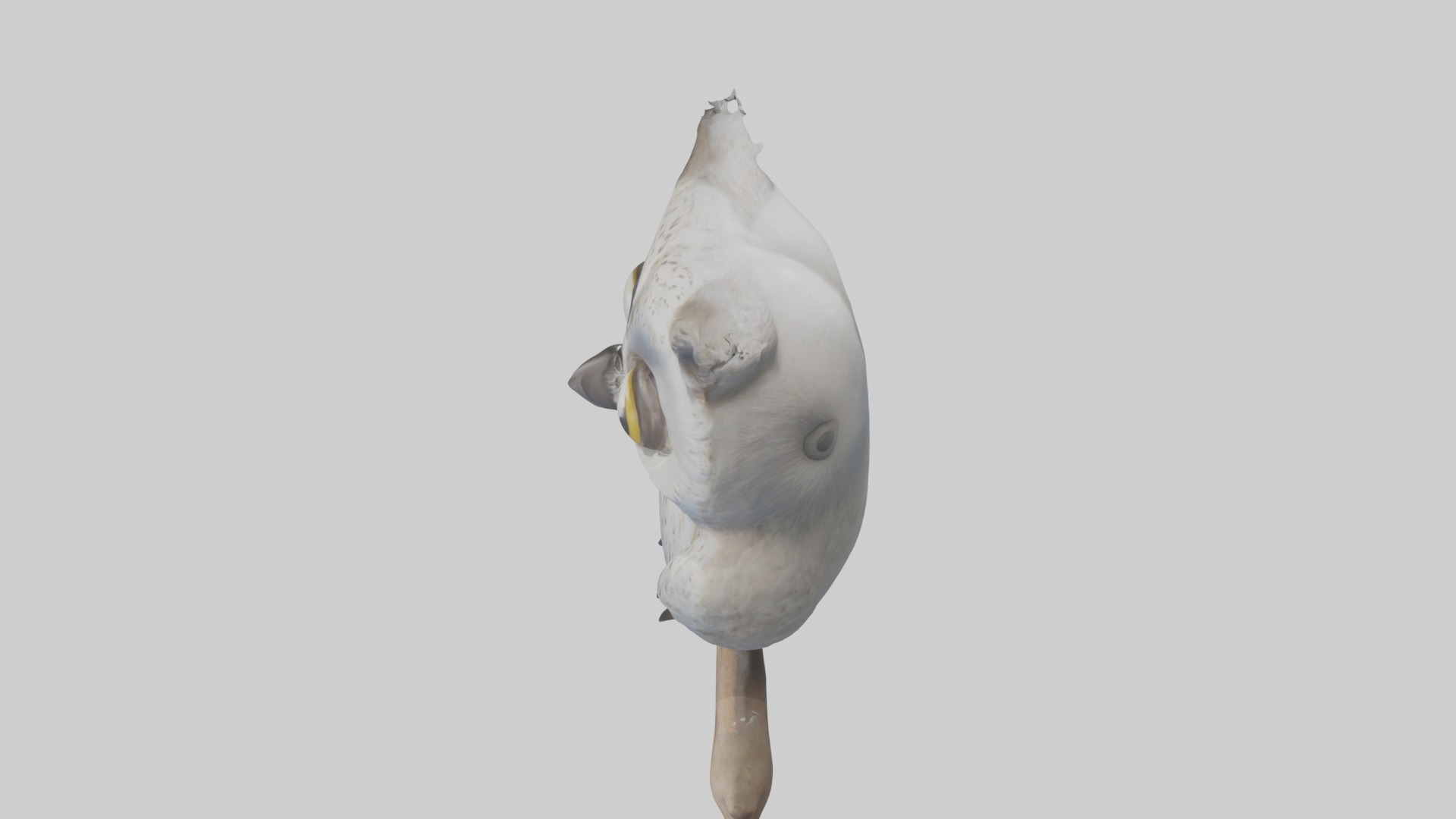 Babyowl Model 1 Low-poly 3D model_11