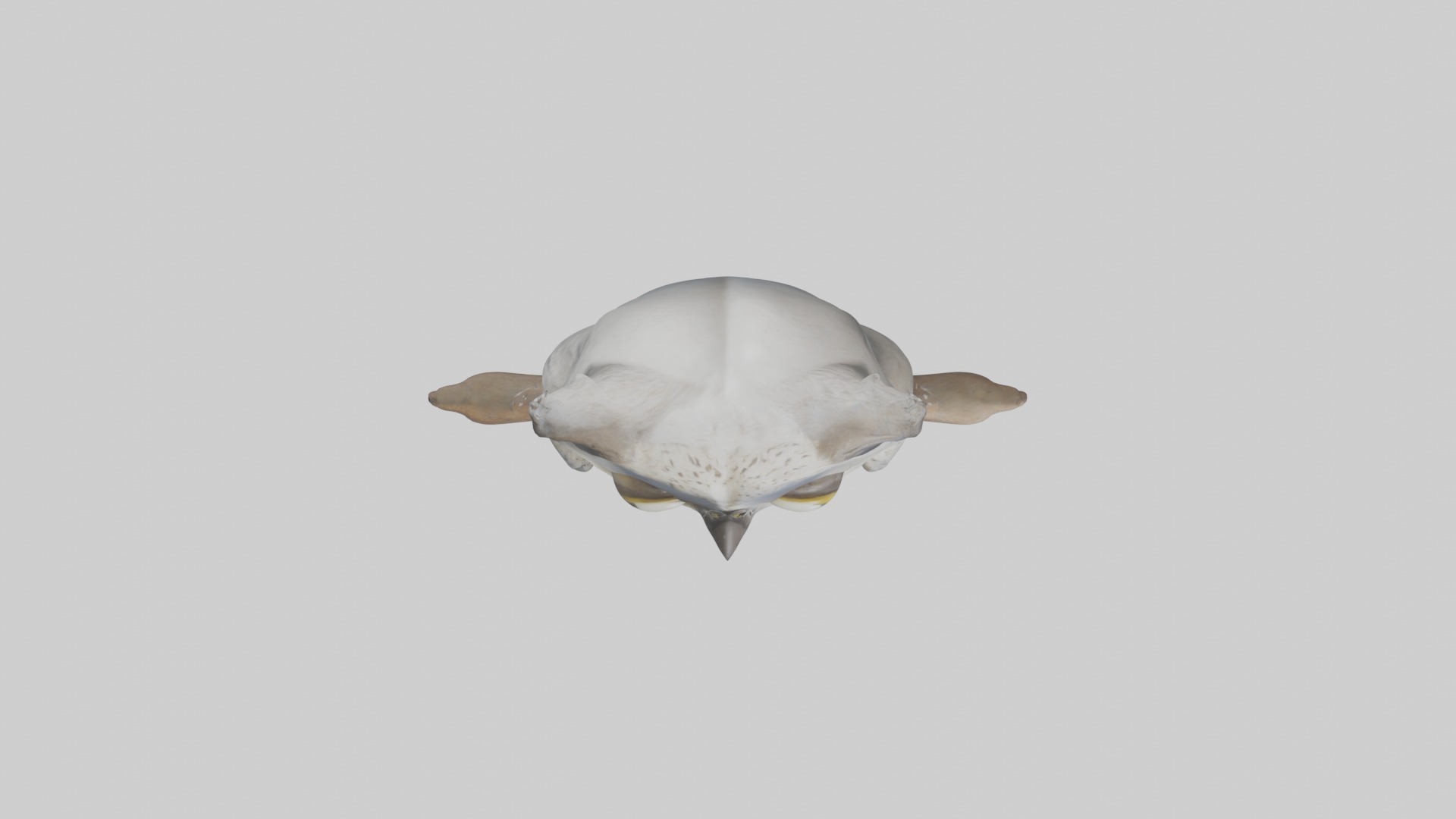 Babyowl Model 1 Low-poly 3D model_8