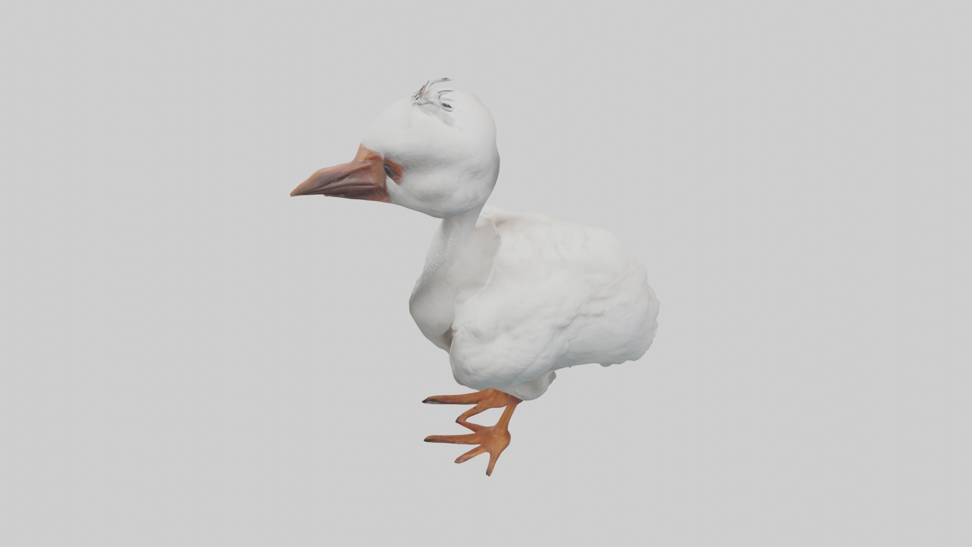Babyibis Model 1 Low-poly 3D model_11
