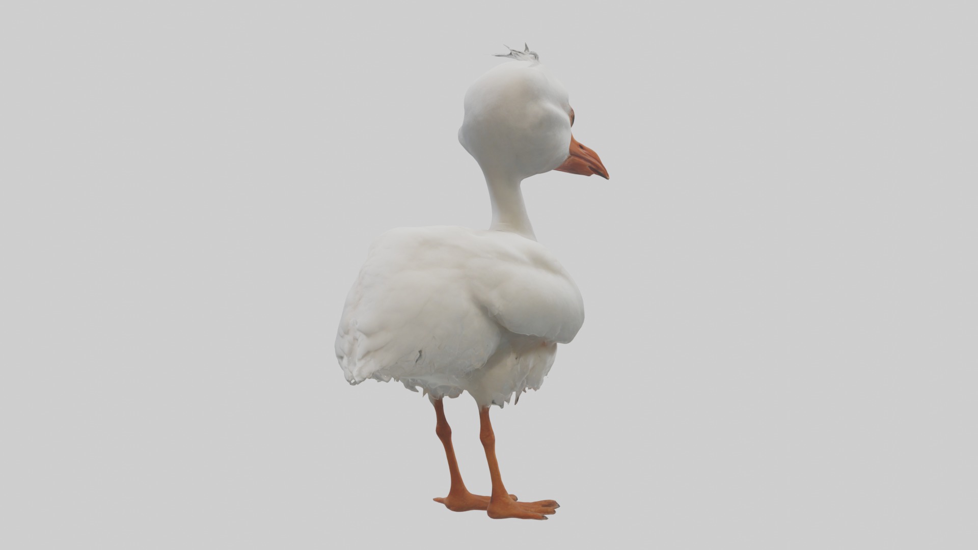 Babyibis Model 1 Low-poly 3D model_3