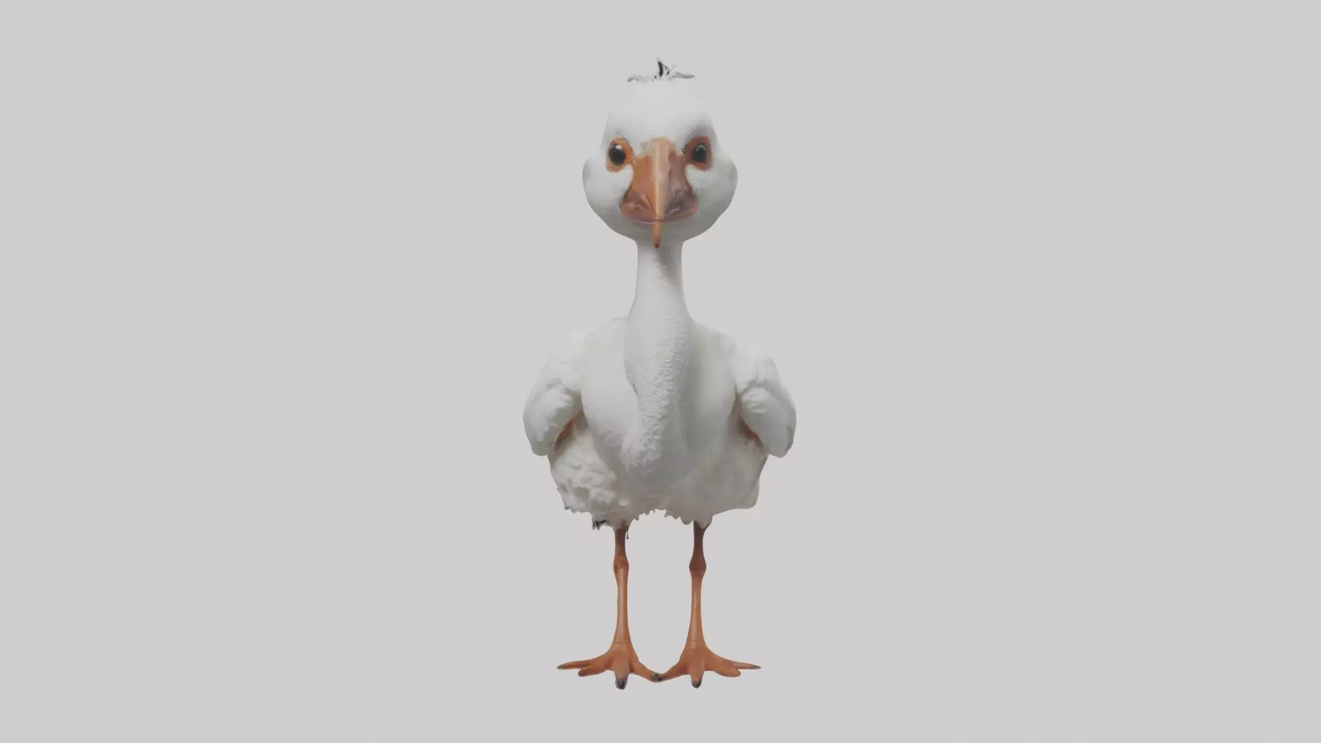 Babyibis Model 1 Low-poly 3D model_0