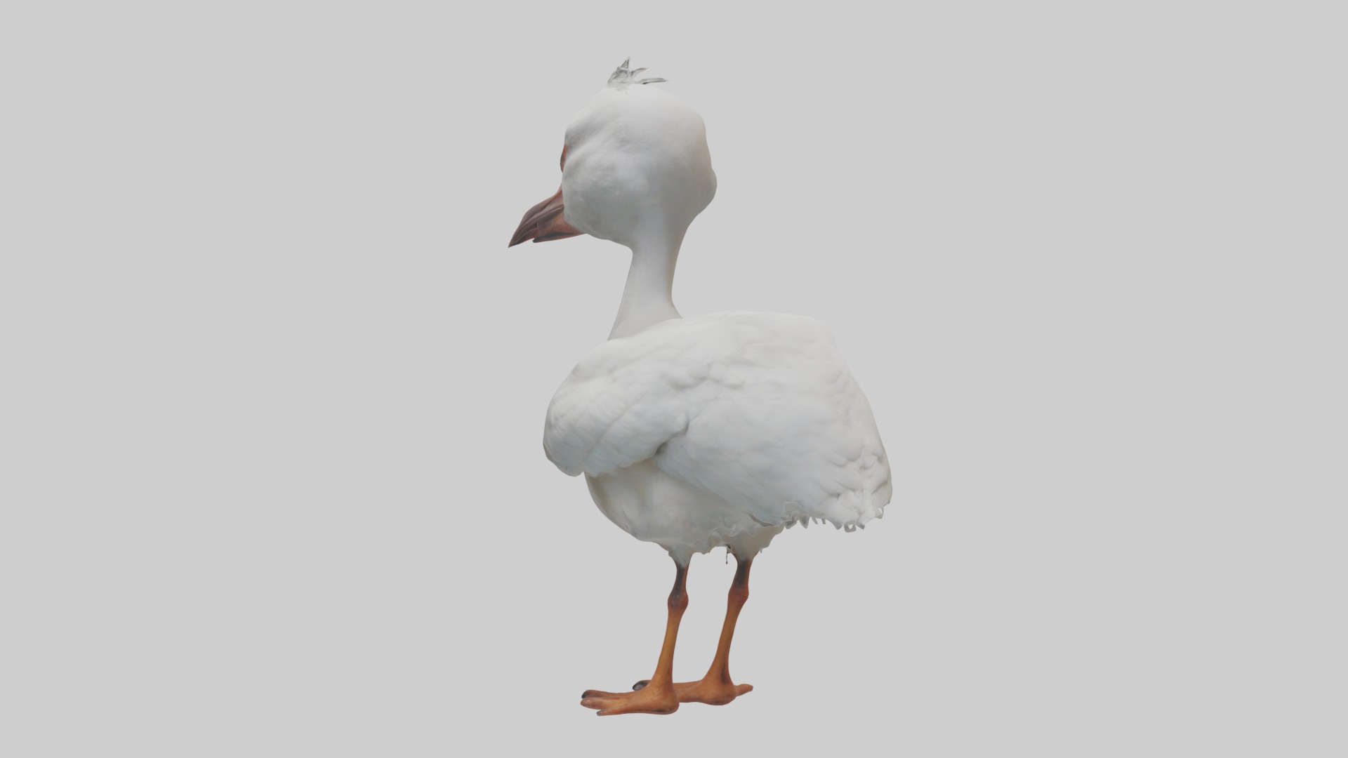 Babyibis Model 1 Low-poly 3D model_2