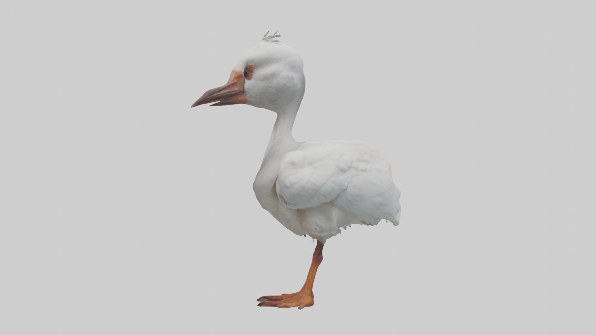 Babyibis Model 1 Low-poly 3D model_6