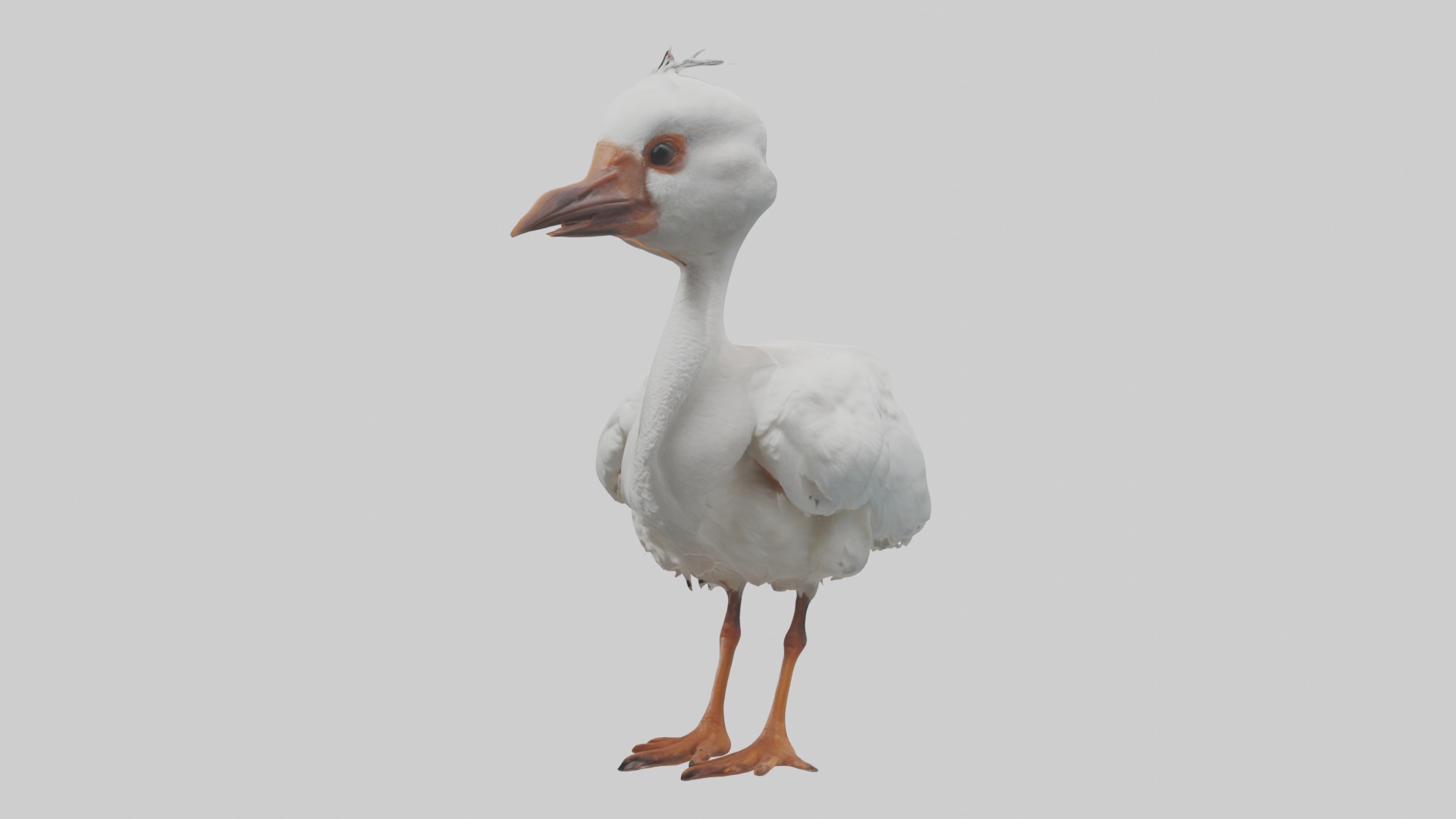 Babyibis Model 1 Low-poly 3D model_4