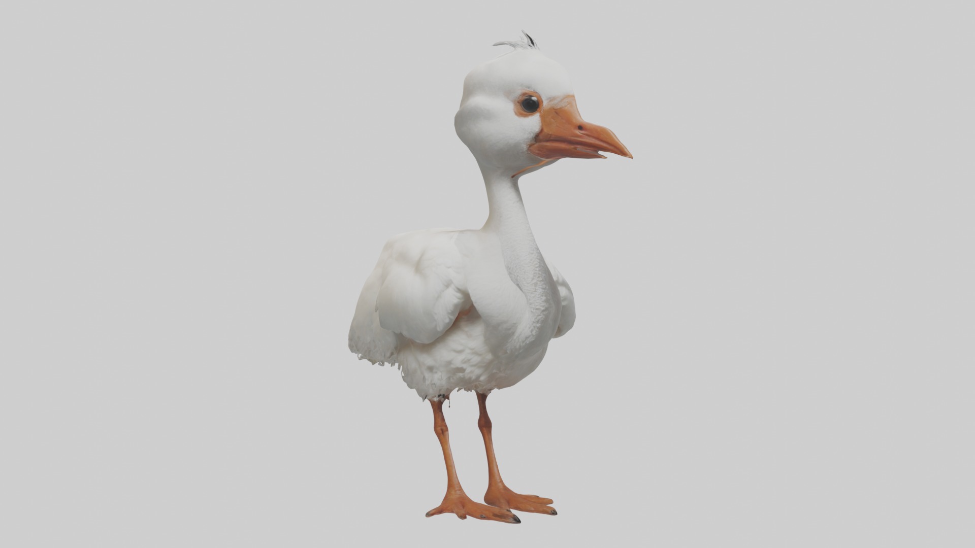 Babyibis Model 1 Low-poly 3D model_5