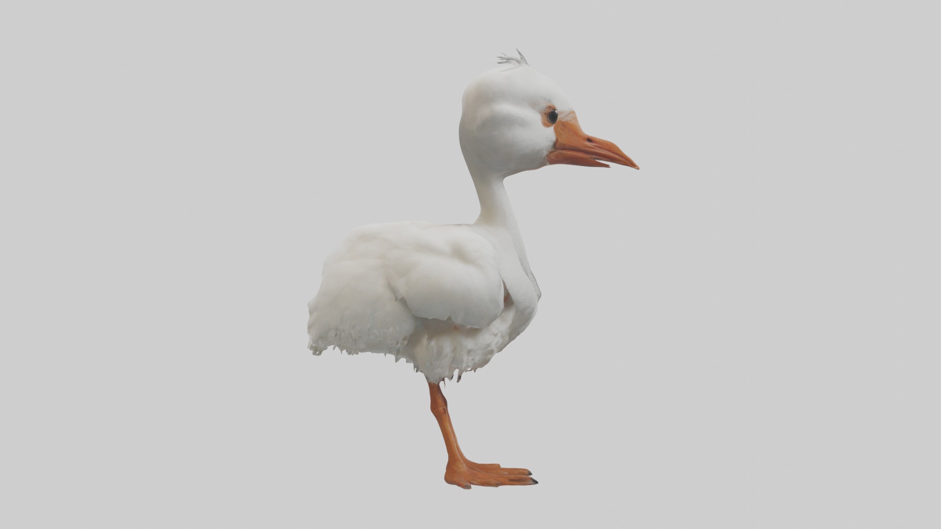 Babyibis Model 1 Low-poly 3D model_7