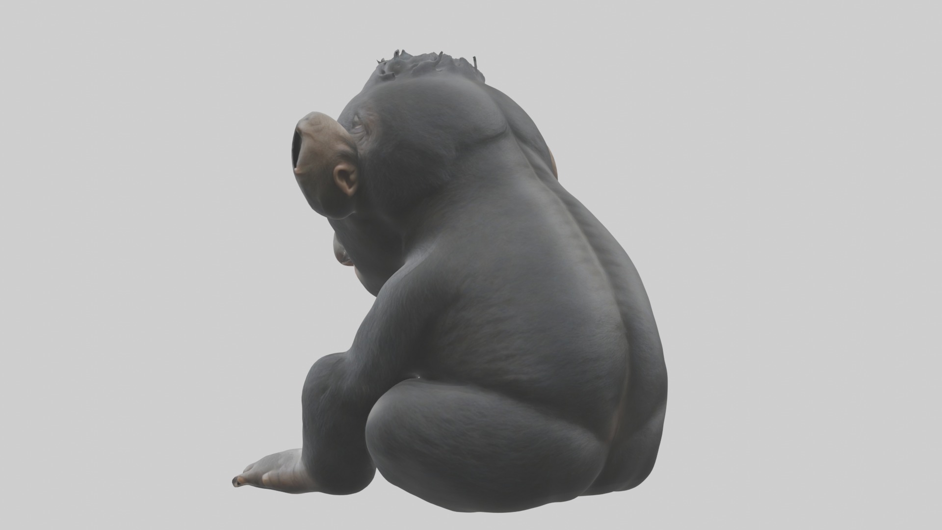 Babygorilla Model 1 Low-poly 3D model_2
