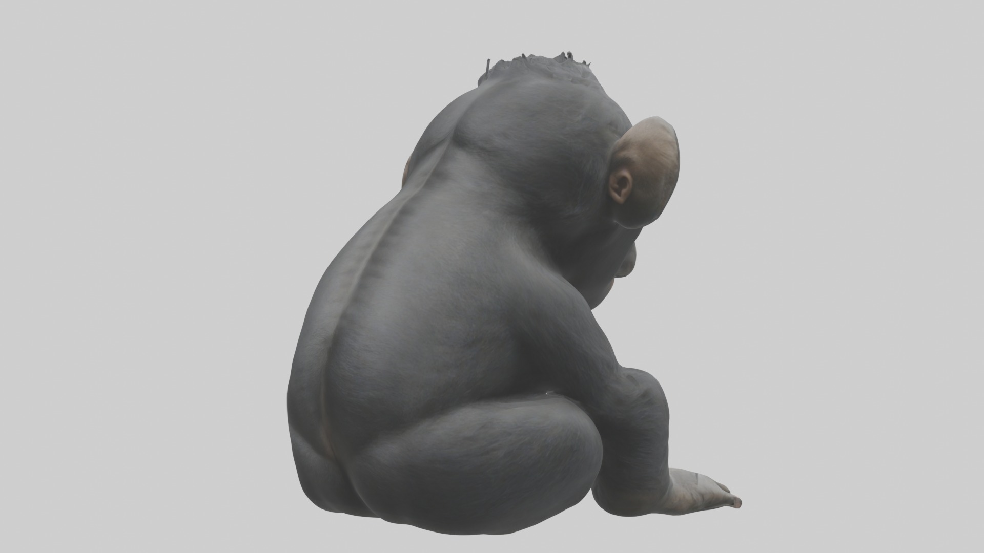 Babygorilla Model 1 Low-poly 3D model_3