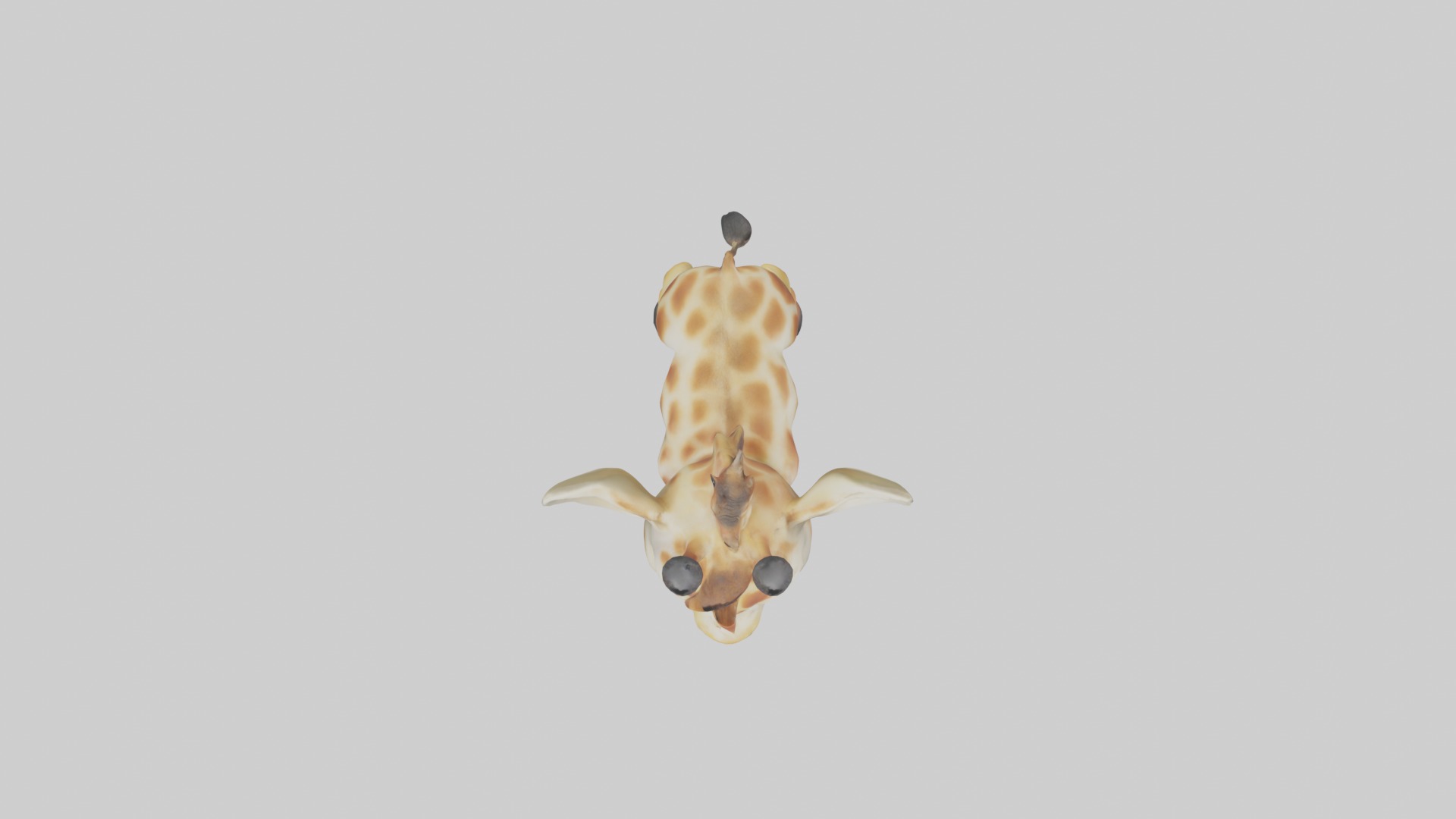 Babygiraffe Model 1 Low-poly 3D model_8