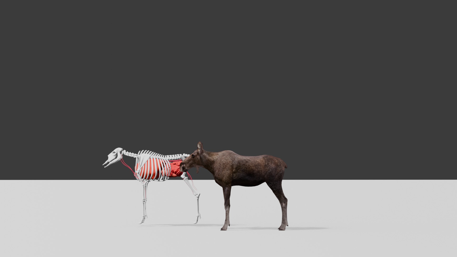 AlcesAmericanusGigas Free low-poly 3D model_3