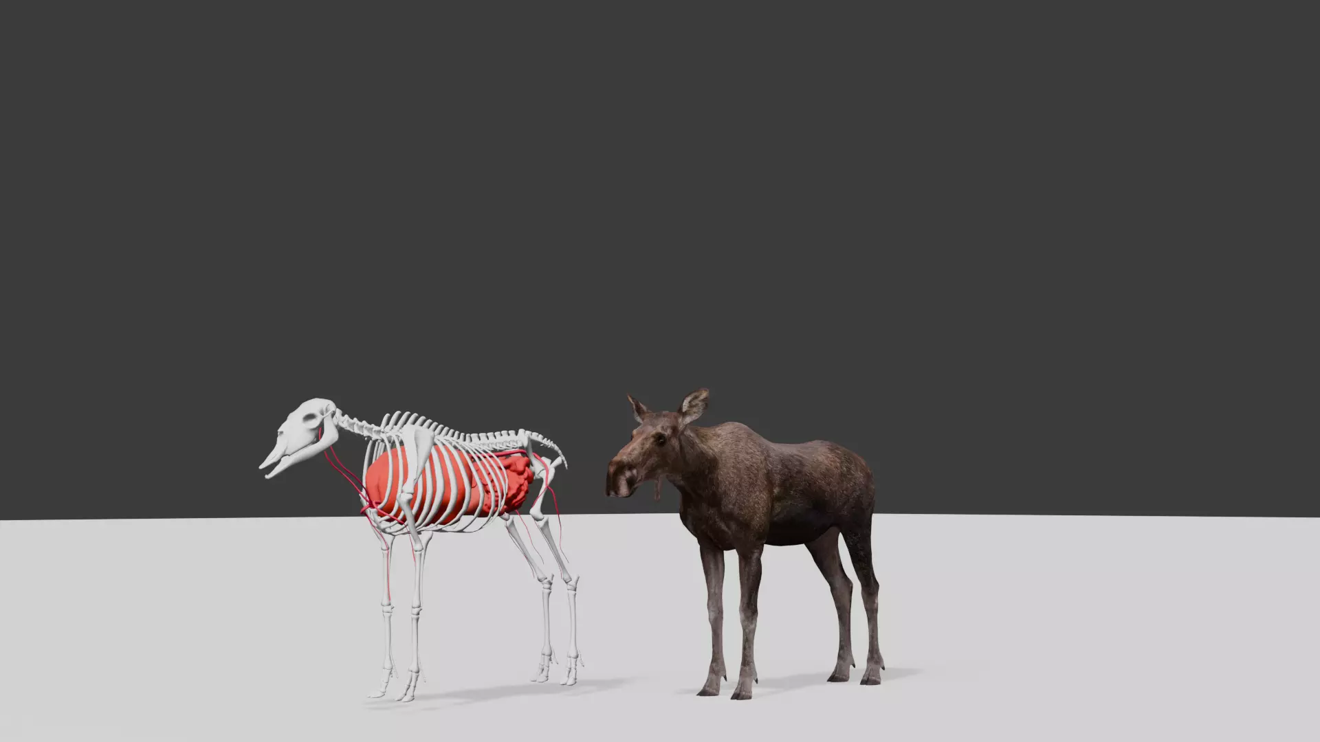 AlcesAmericanusGigas Free low-poly 3D model_0