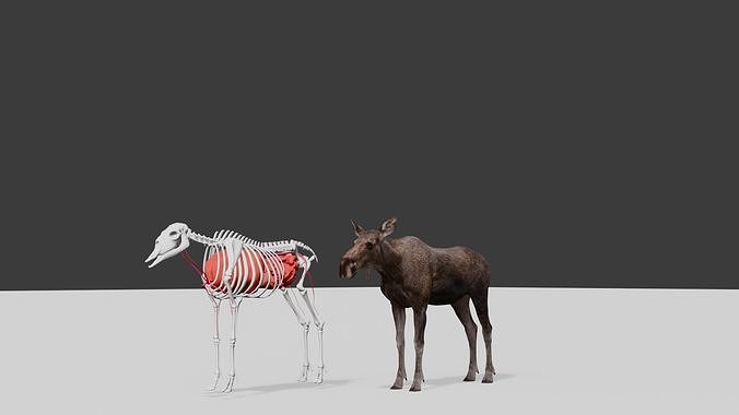 AlcesAmericanusGigas Free low-poly 3D model