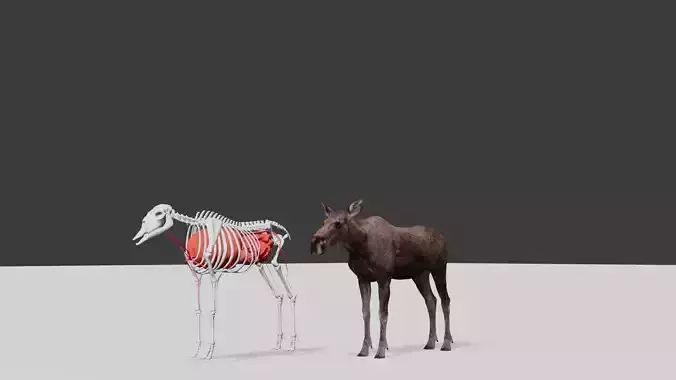 AlcesAmericanusGigas