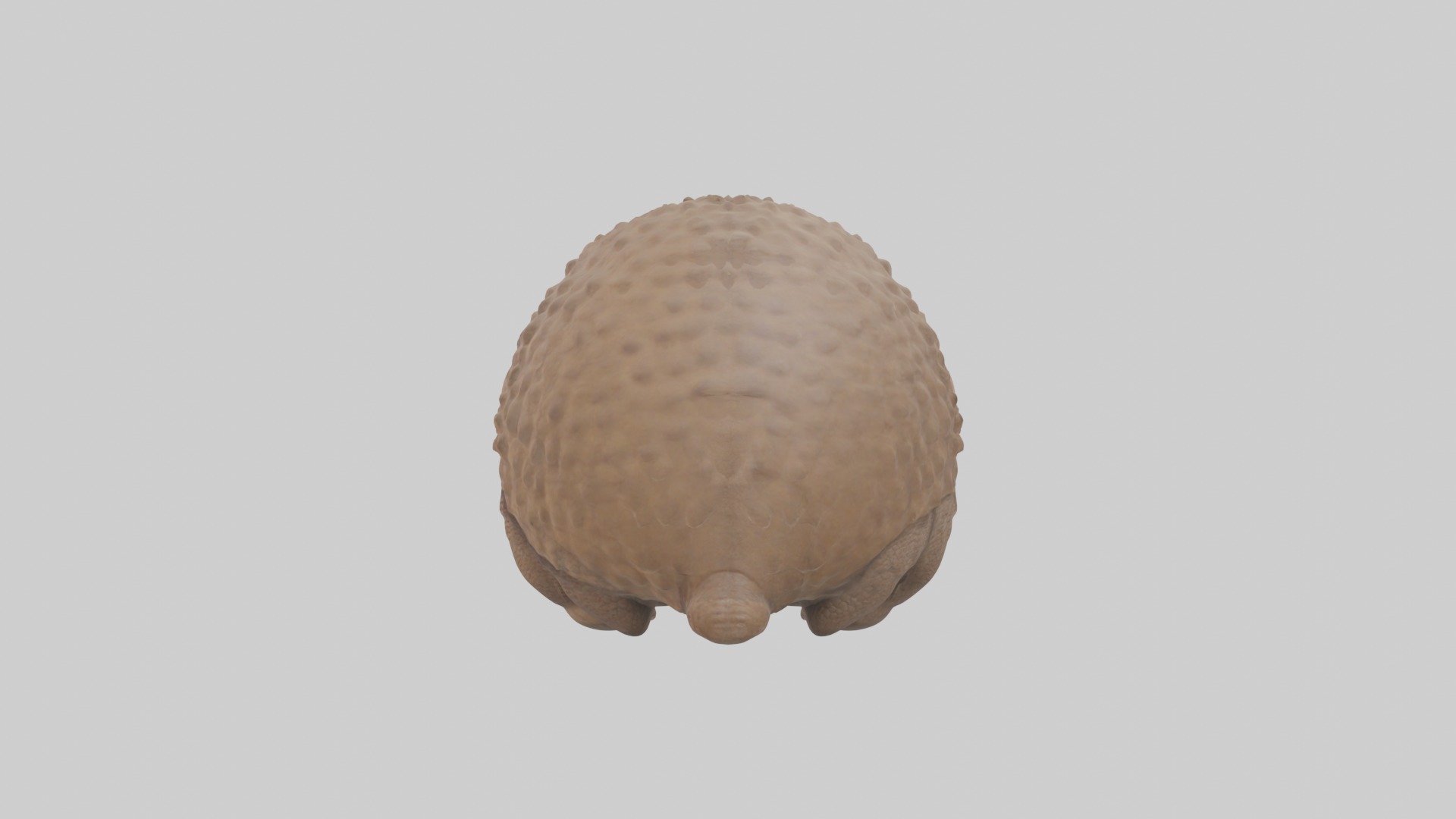 Babyarmadillo Model 1 Low-poly 3D model_1