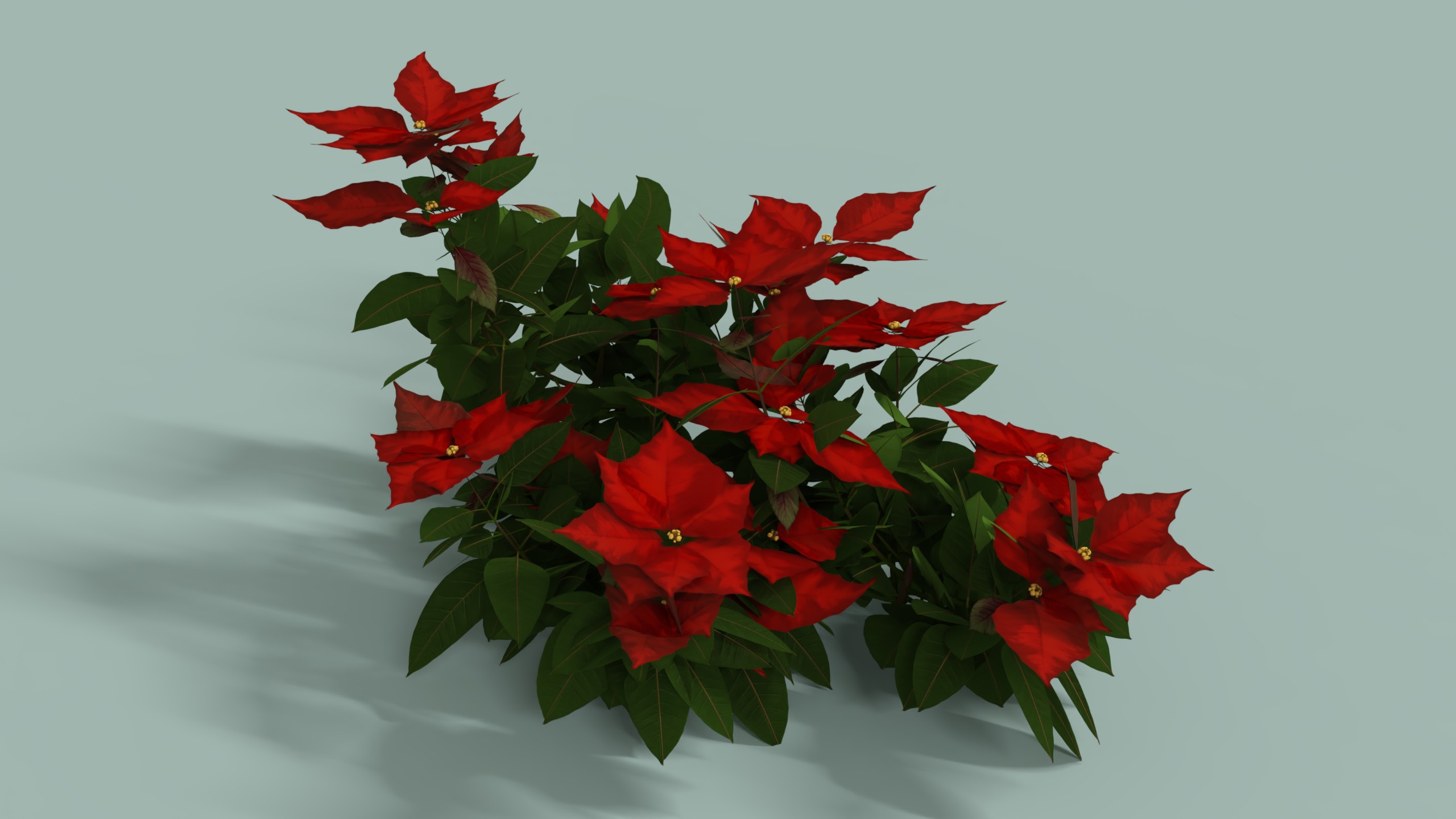 Poinsettia Christmas  Low-poly 3D model_10