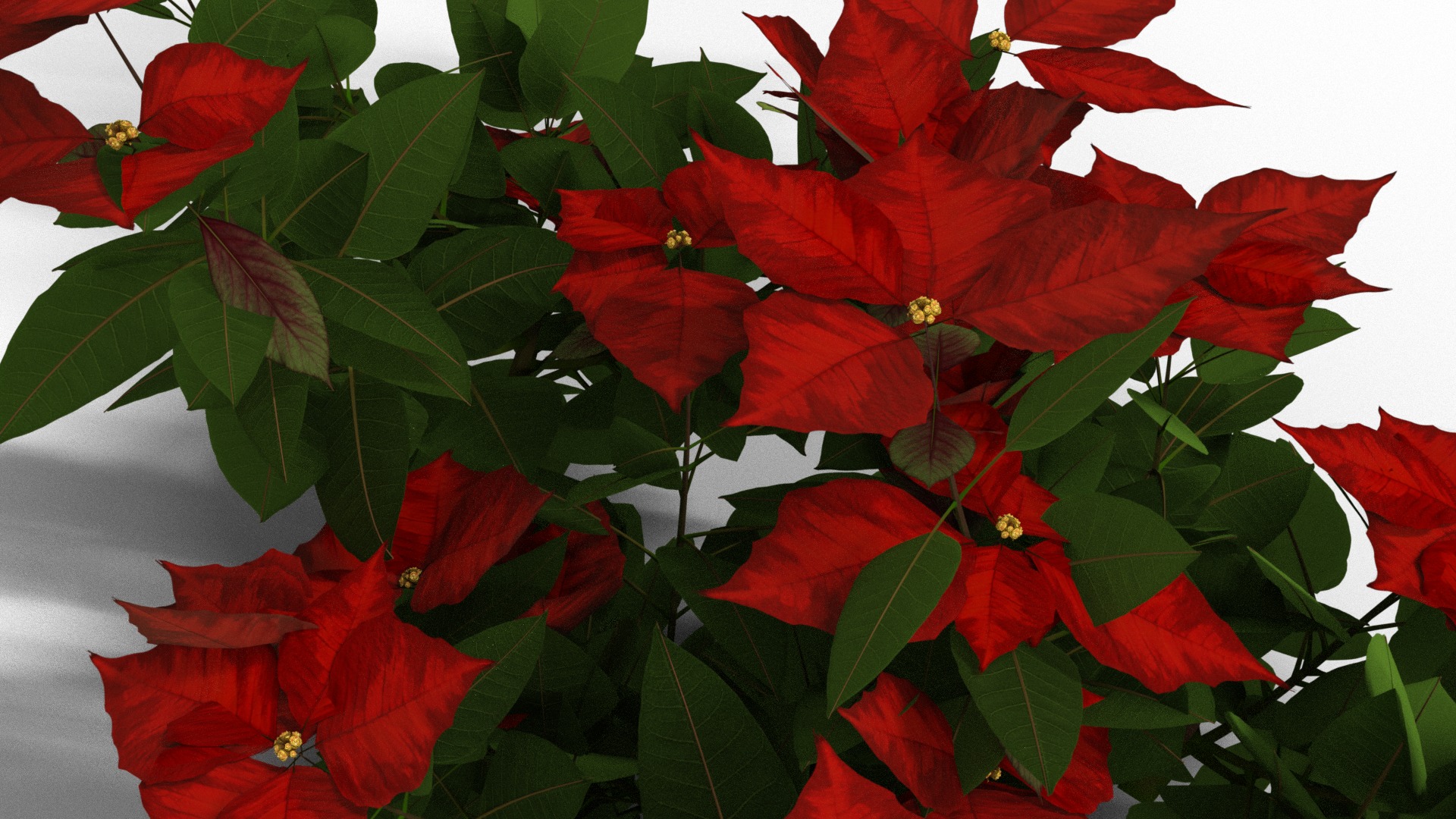 Poinsettia Christmas  Low-poly 3D model_2