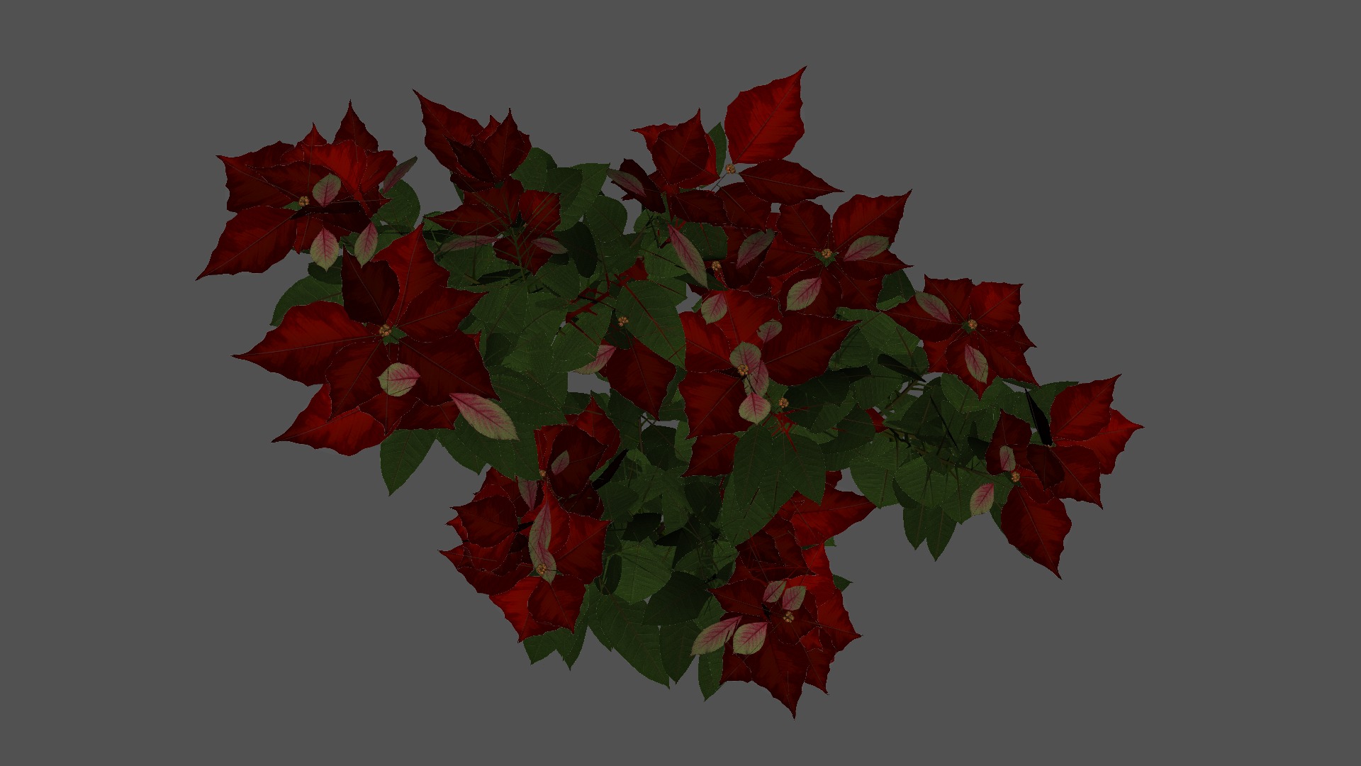 Poinsettia Christmas  Low-poly 3D model_11