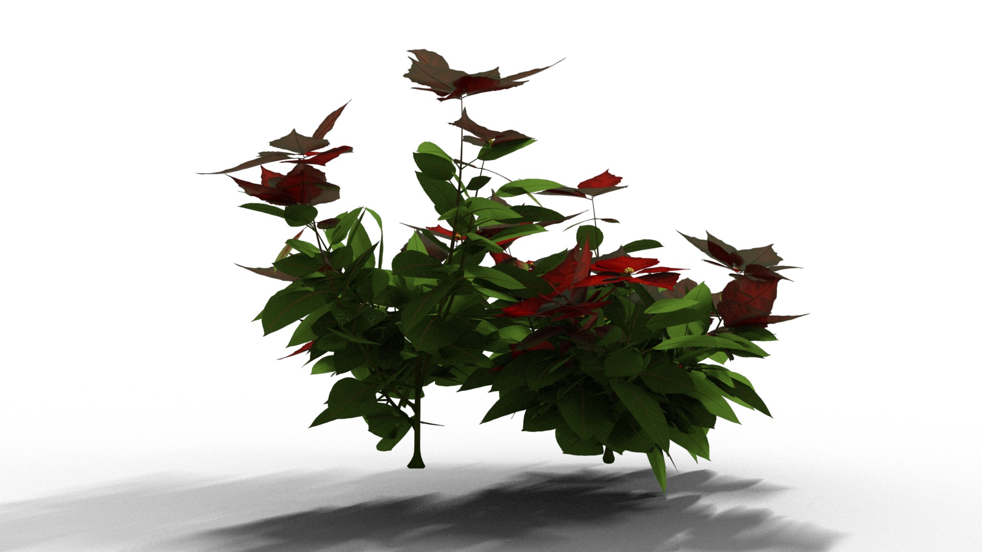 Poinsettia Christmas  Low-poly 3D model_3