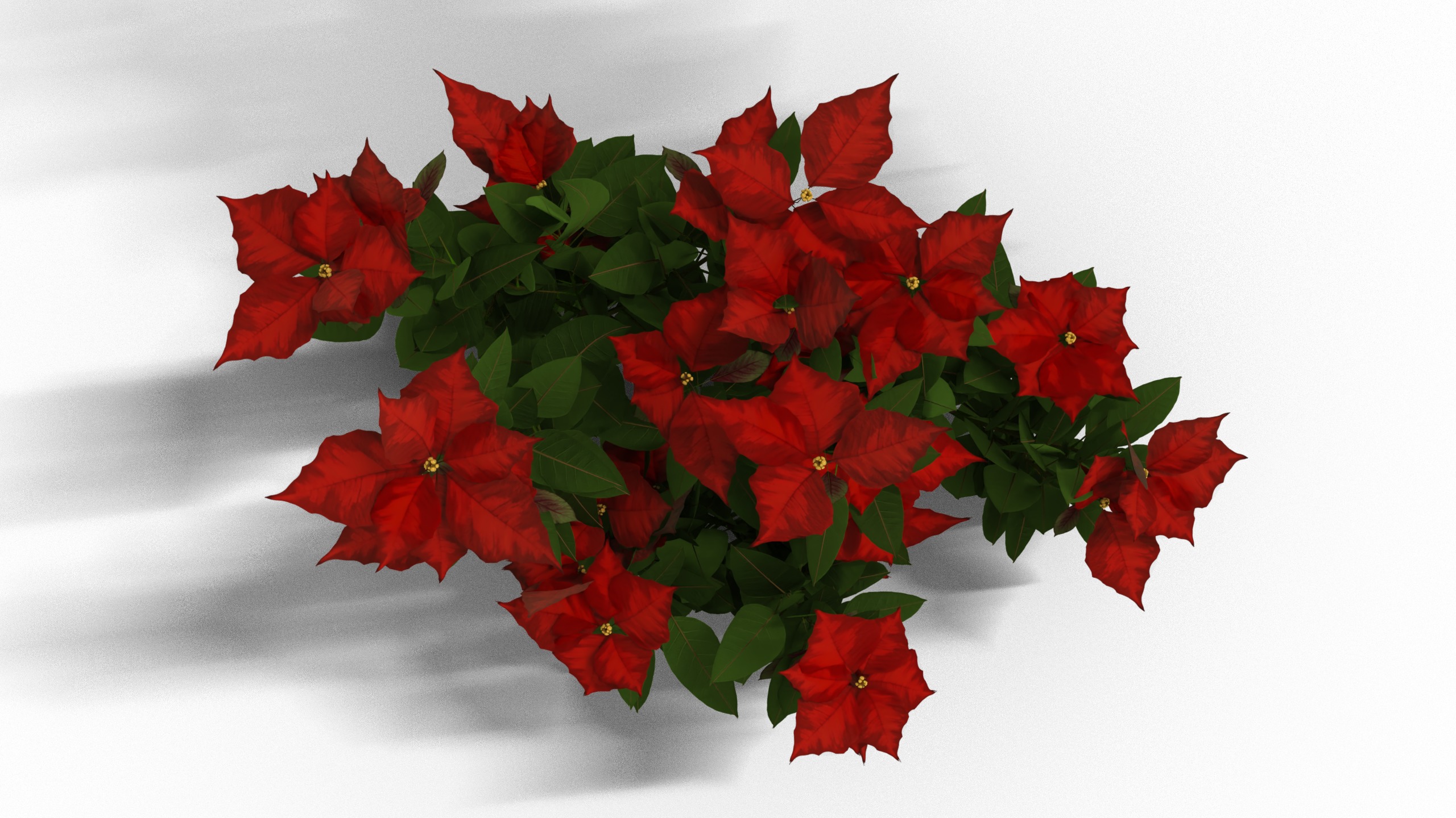 Poinsettia Christmas  Low-poly 3D model_1