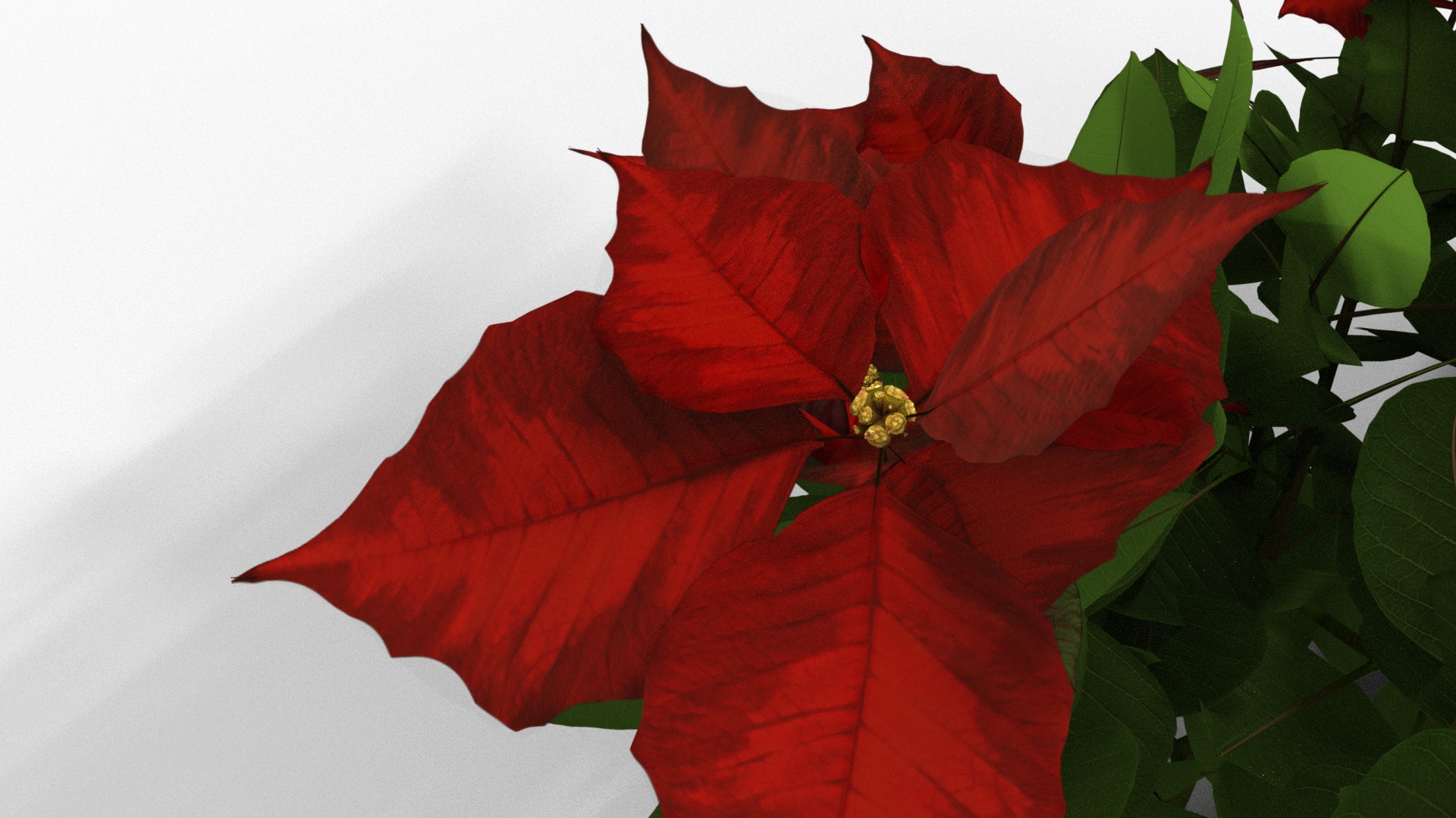 Poinsettia Christmas  Low-poly 3D model_4