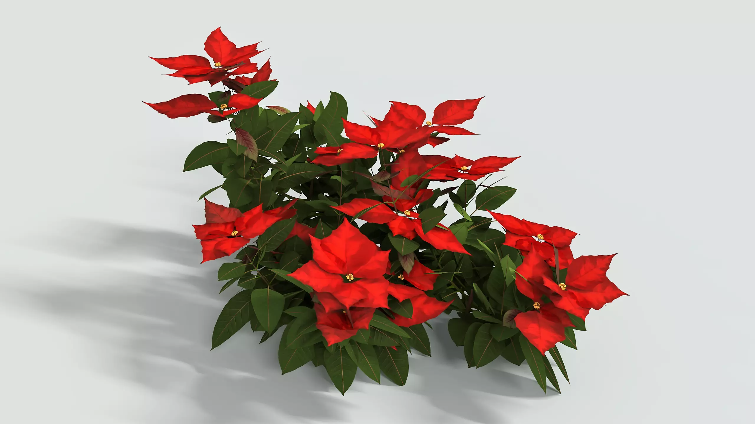 Poinsettia Christmas  Low-poly 3D model_0