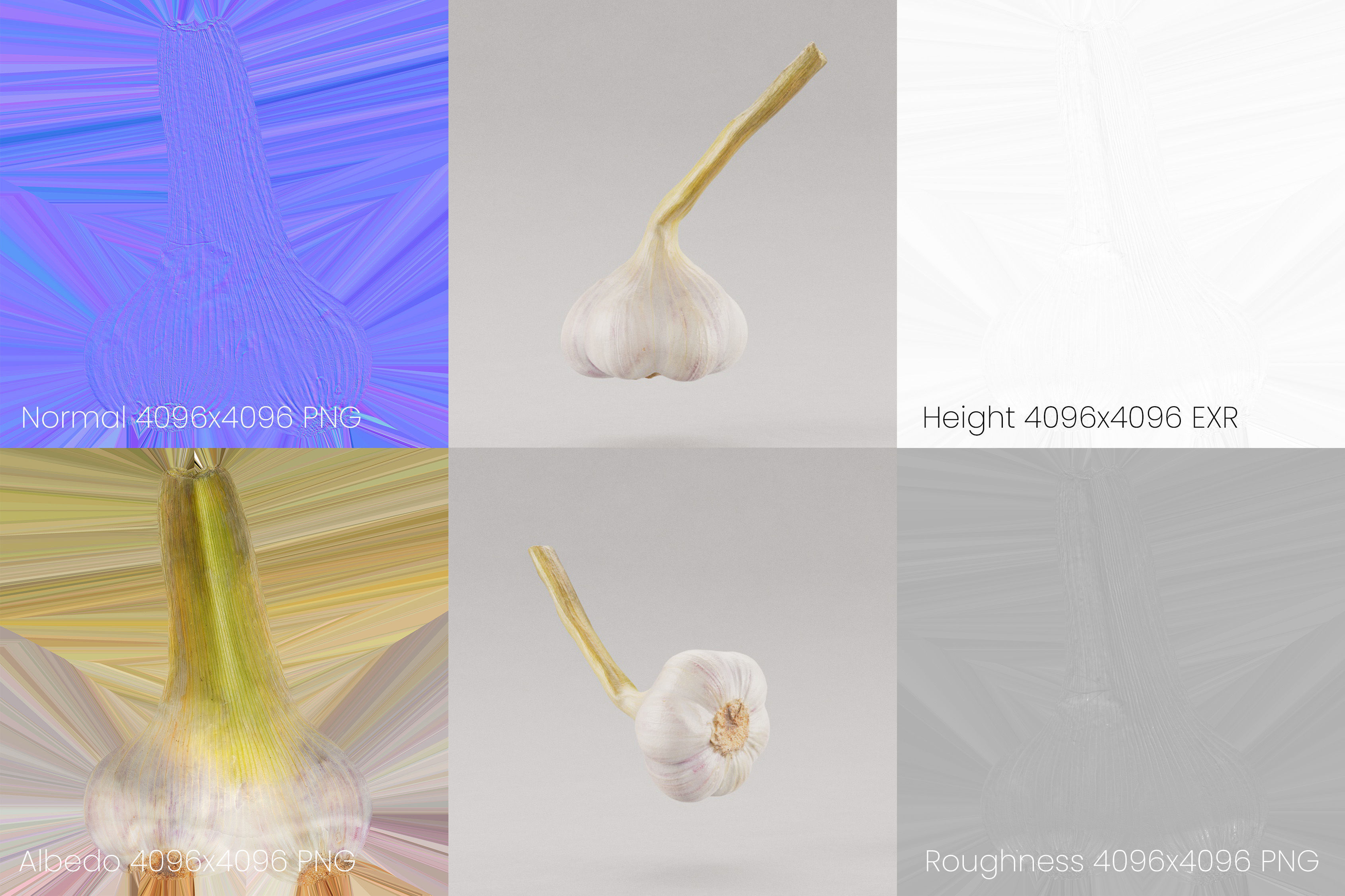 Garlic 3D model_8