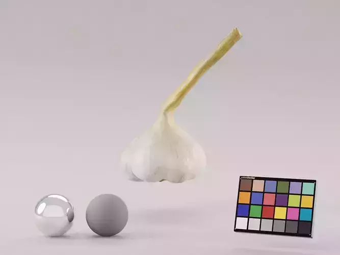 Garlic 3D model