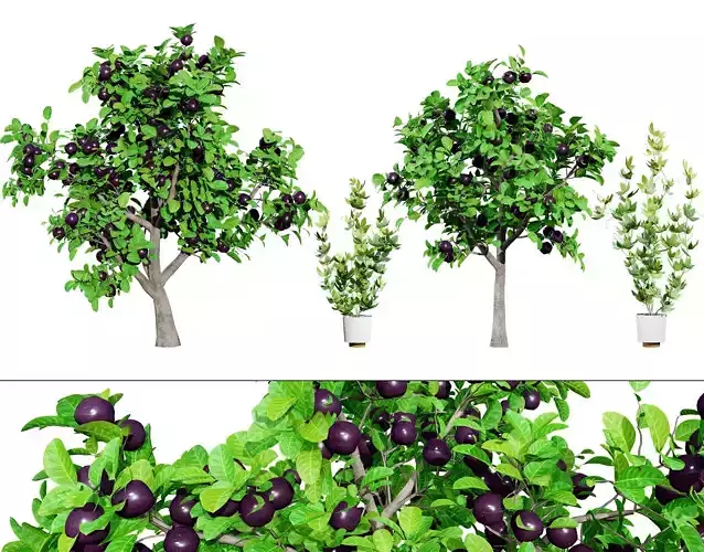 Passion Fruit Tree 3D Low-poly 3D model