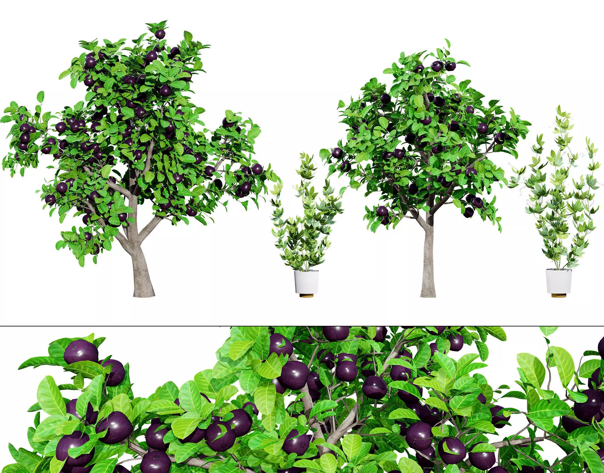 Passion Fruit Tree 3D Low-poly 3D model